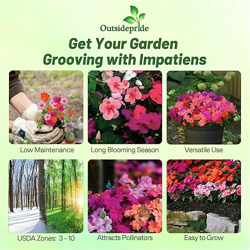 Miniatura 2 de Outsidepride Mezcla de semillas de flores de jardín de maracuyá de 75 semillas de Impatiens para plantar