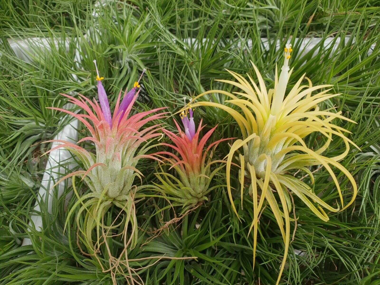 Air Plant, Tillandsia Ionantha, Two variety, (2 Plant) Red And