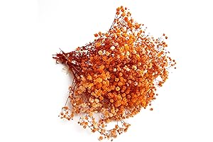 Dried Orange Baby's Breath