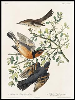 Mocking Bird Print, Antique Painting, Vintage Drawing Poster Wall Art Decor, Mountain Bird, Birds Paintings | C291 16x20