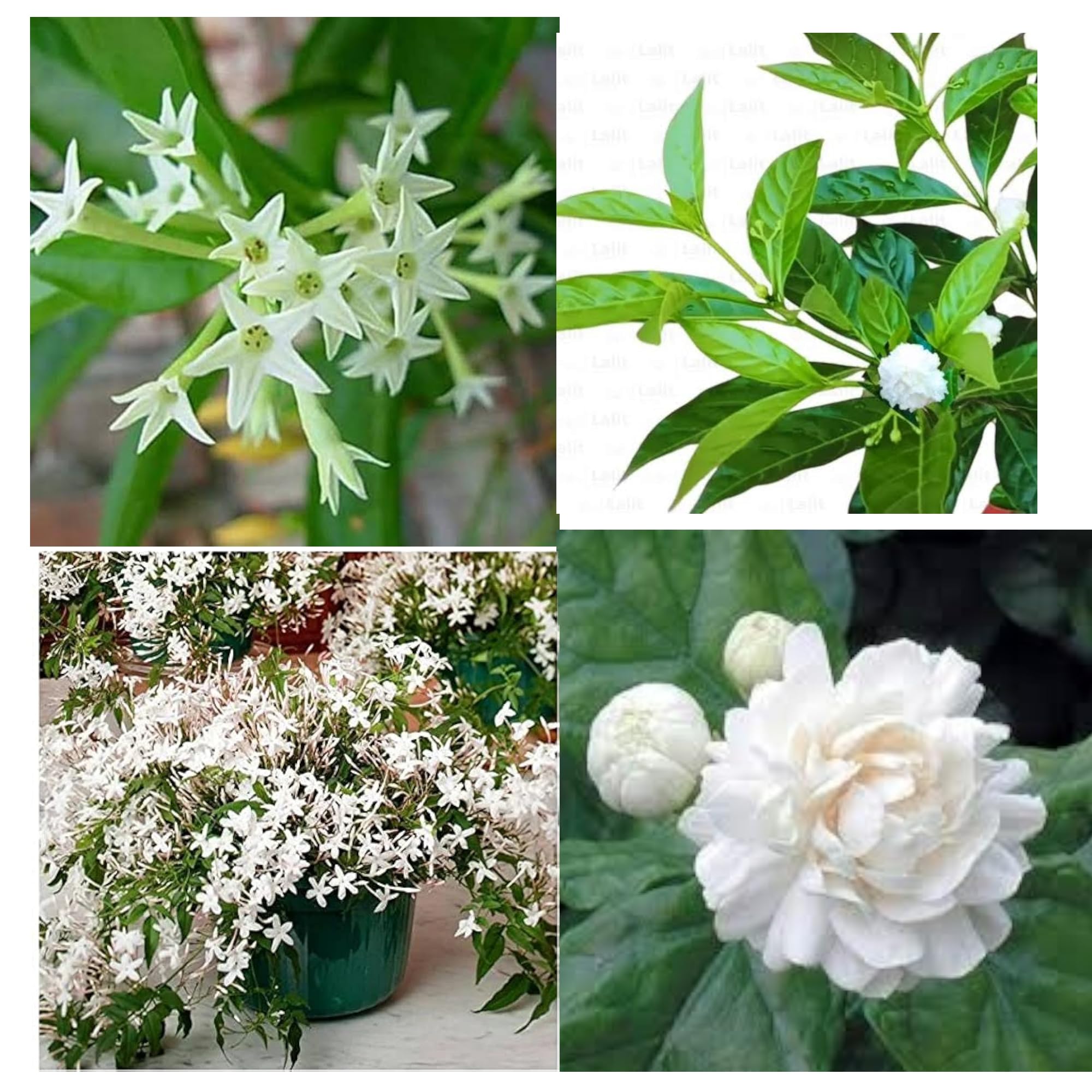 Jasmine combo 4 Plant/Mogra Plant/Night Bloom Plant/Chameli Plant/Chandni Plant/Live plant/Outdoor Garden Plant/Balcony/Trace/Pack of 4 Live Plant (B0D5BKMQ48) Amazon Price History, Amazon Price Tracker