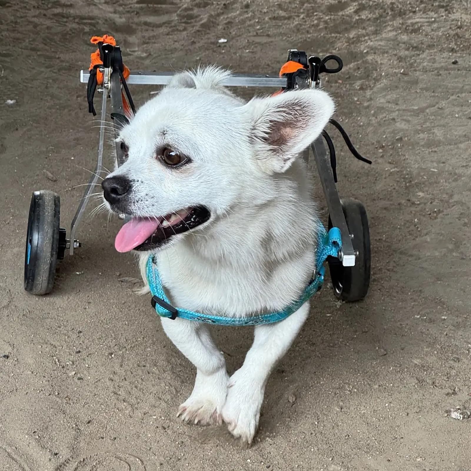 Aide à la mobilité légère pour redonner la joie de vivre aux chiens paralysés