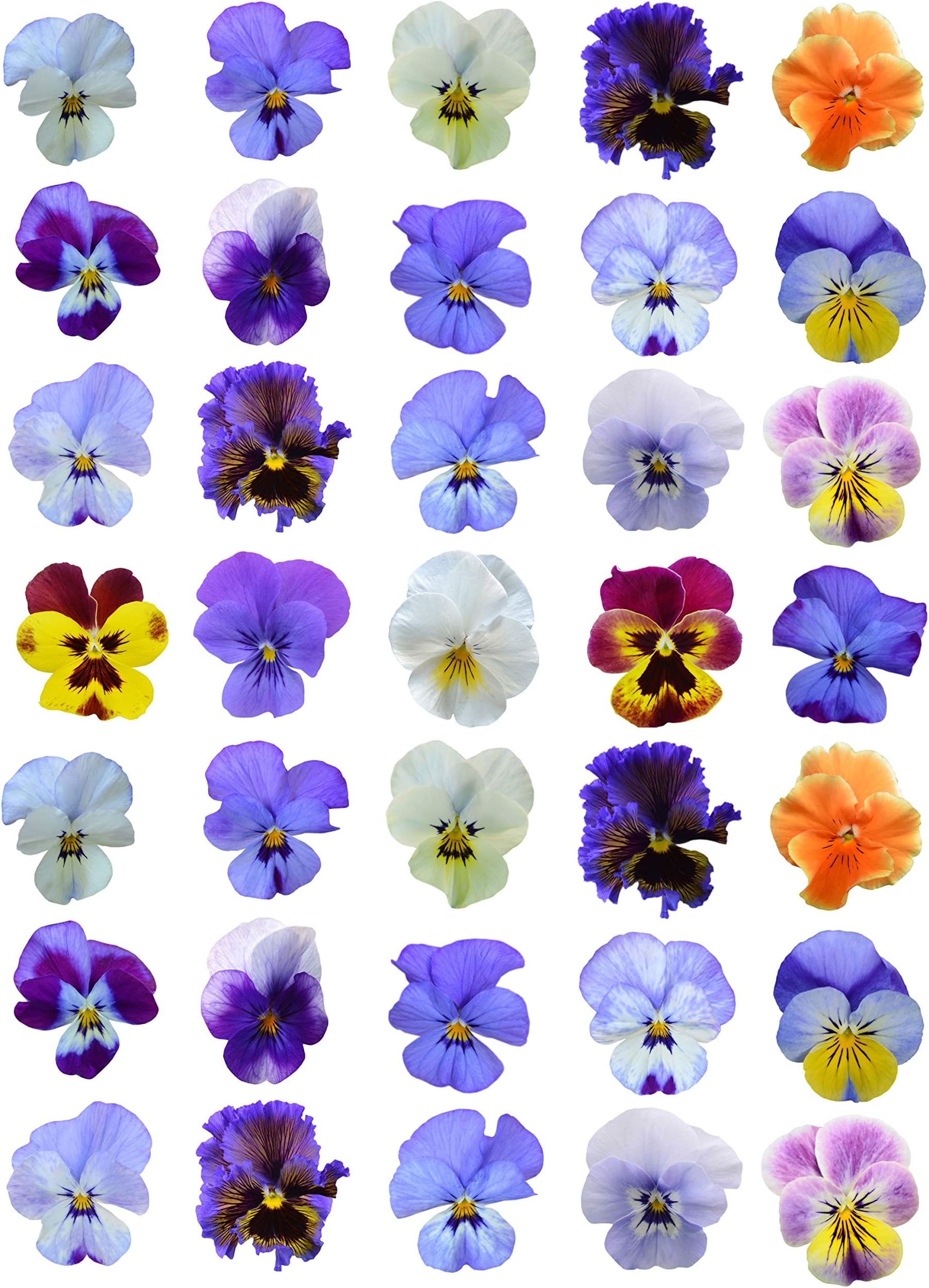 30 x Printed Mixed Colour Pansy Flower Cake Toppers Edible Wafer Paper