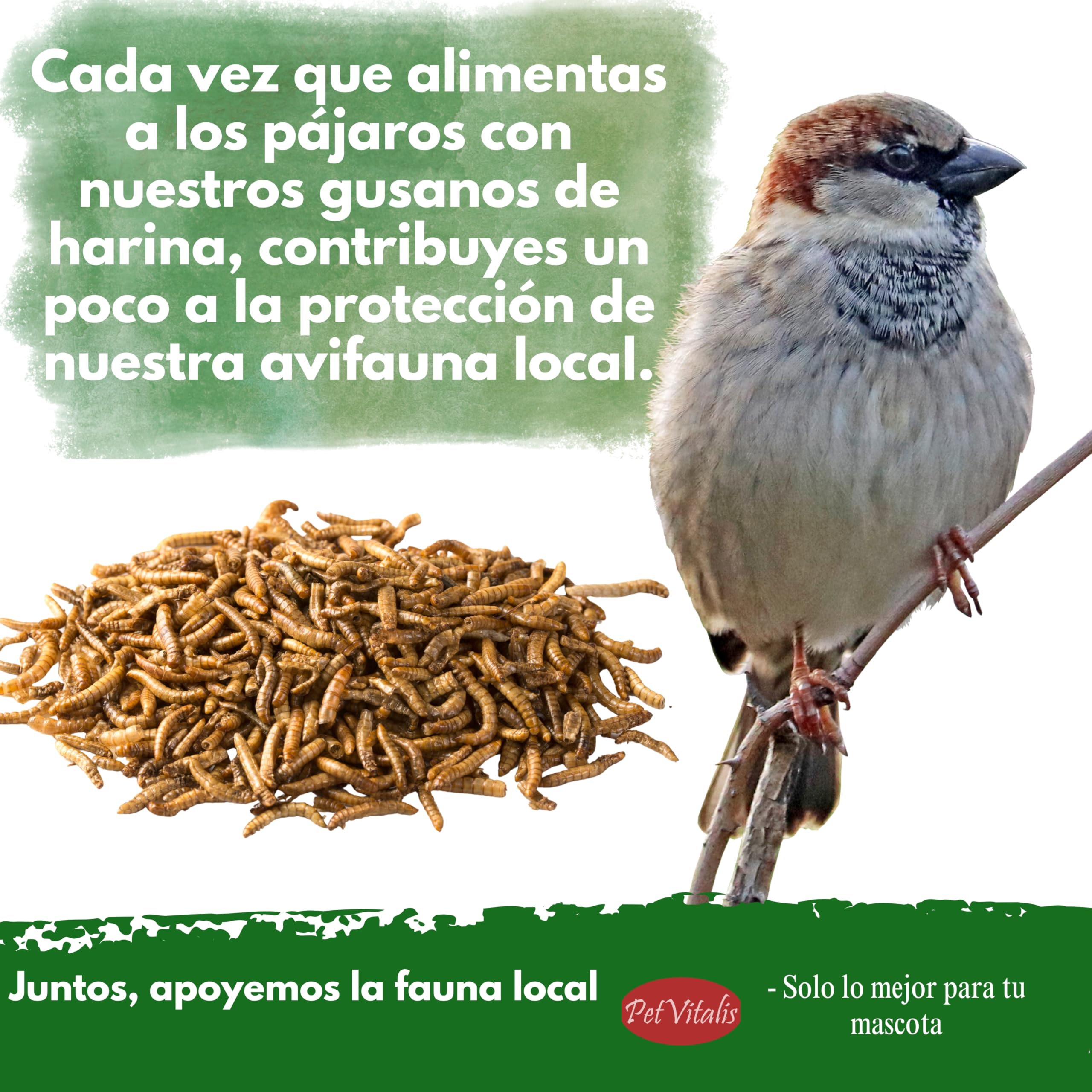 Gusanos de harina deshidratados: alimento Aves Silvestres, Snack Rico en proteínas para Peces, Reptiles y roedores, Ideal como complemento alimenticio Natural. (5 kg)