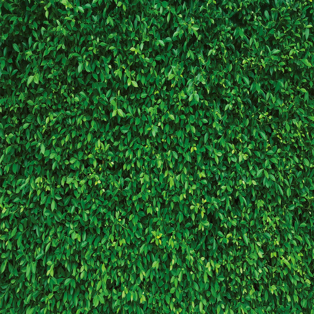 LYWYGG CP-87-1010 - Sfondo per fotografia, motivo foglie verdi, 3 x 3 m