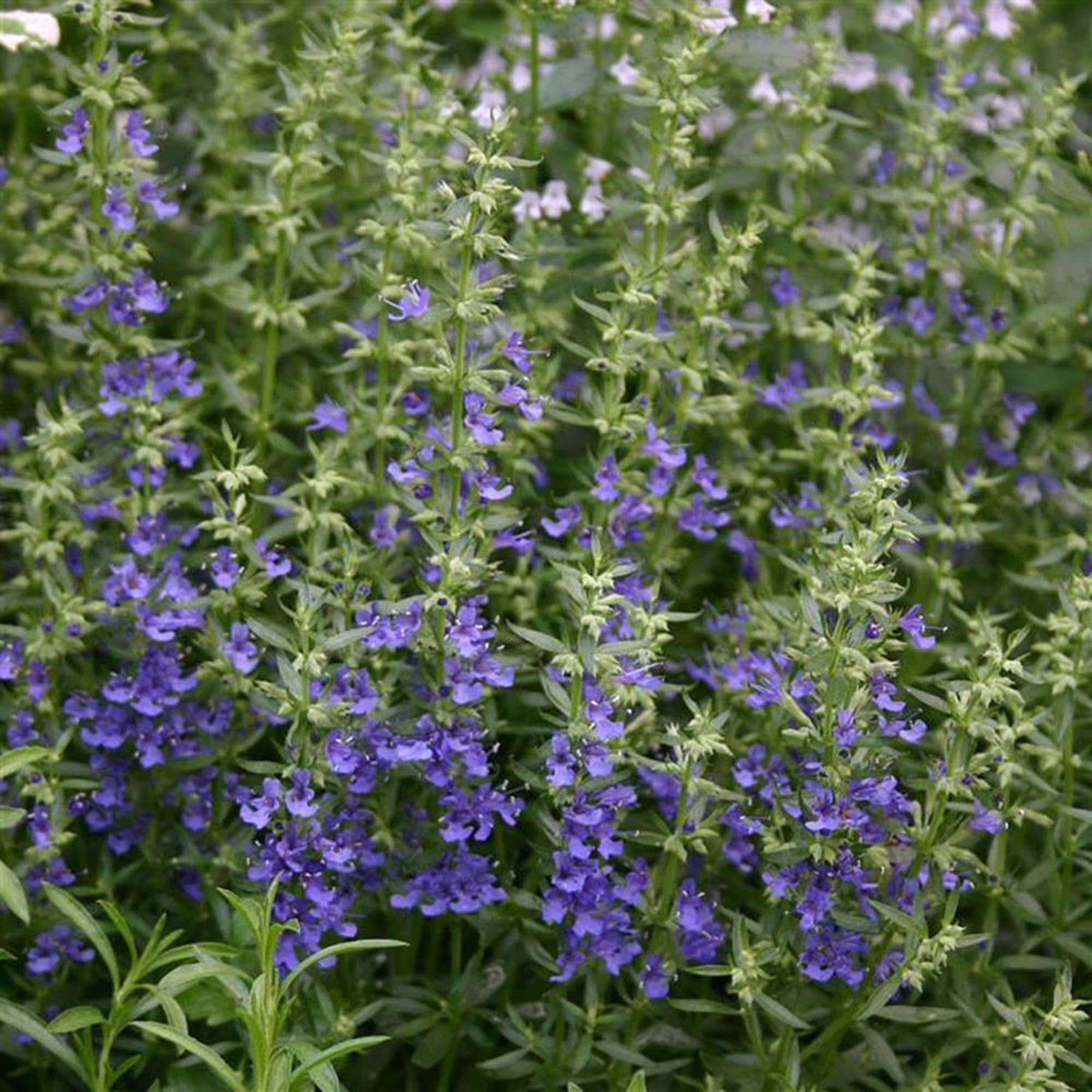 Perfect Plants - Blue Hyssop Plant in a 13cm Pot Garden Ready Herb Plant