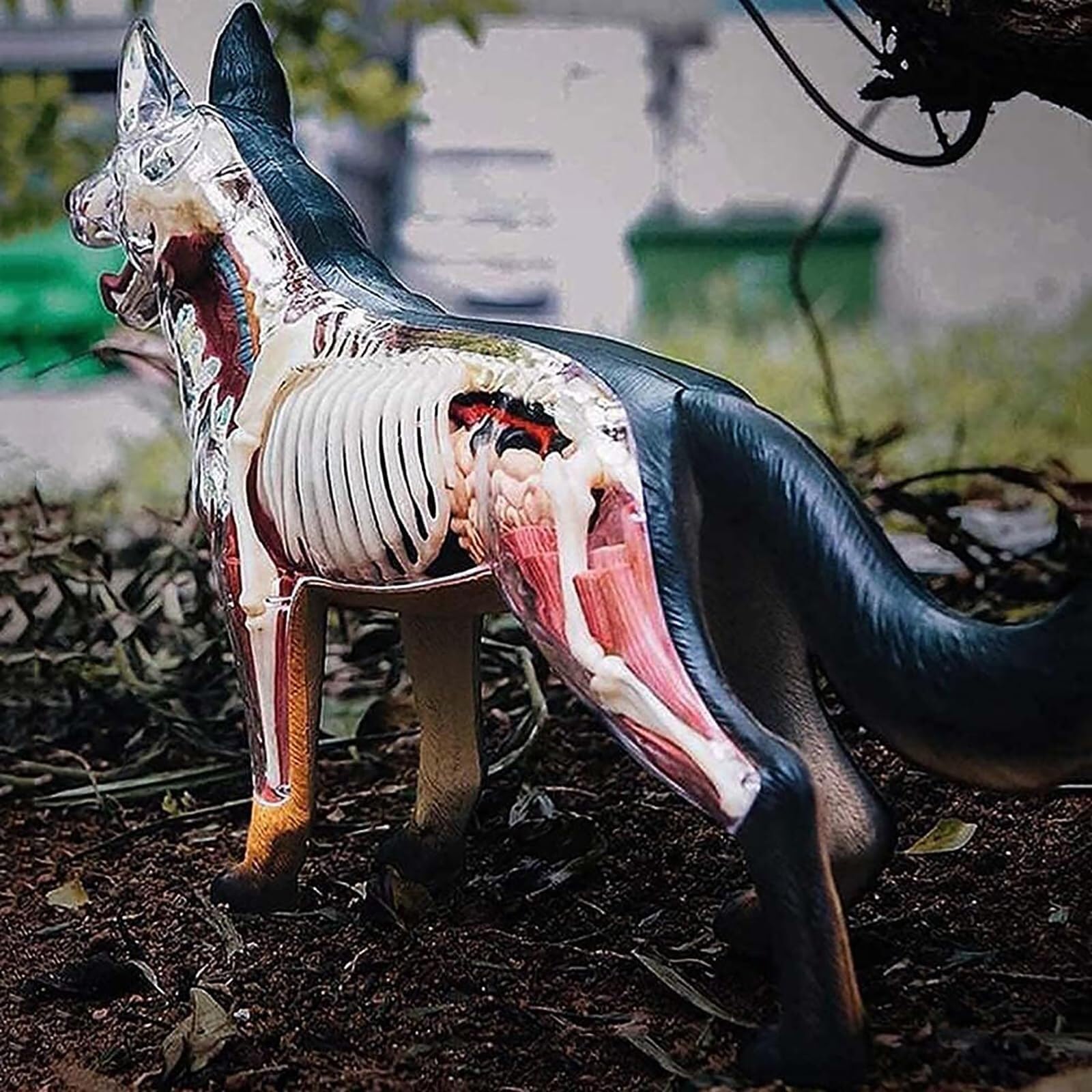 Modèle d'anatomie de Chien, Squelette de Chien, spécimen de Squelette d'animal, biologie détachable, 29 pièces for la démonstration de l'enseignement des Animaux 4D
