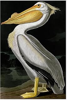 Trademark Fine Art Outdoor Canvas Art - John James Audubon 'American White Pelican' Wall Art for Outdoor Spaces, Patios, or Gardens