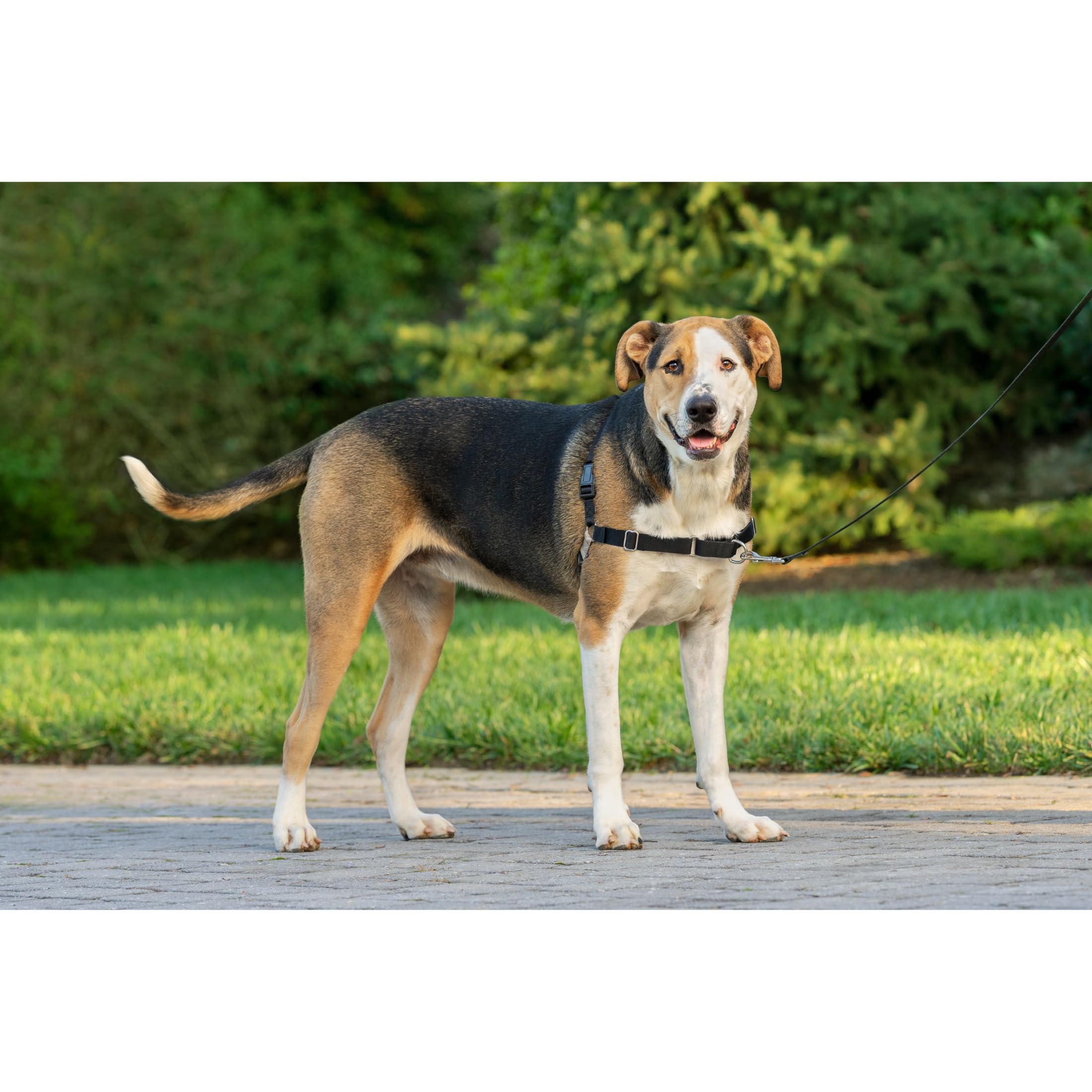 PetSafe Easy Walk - Pettorina per Cani Anti-Tiro, Nero, XL