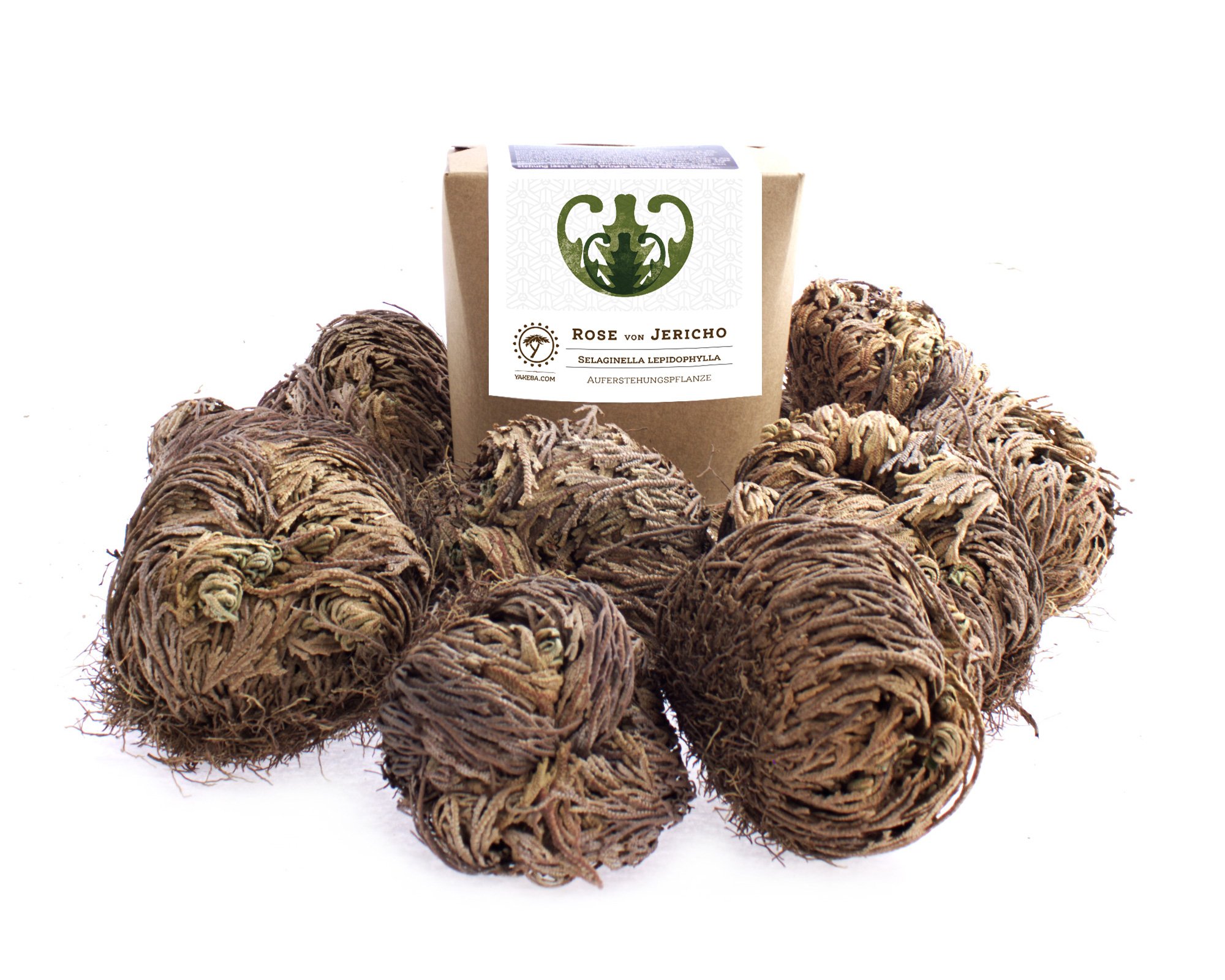 10 x Rose von Jericho | Klein | Geschenkkarton | Perfekte Indoor Pflanze als Deko oder als Mini Terrarium/Flaschengarten Zubehör | Neben Moss oder Steinpflanzen