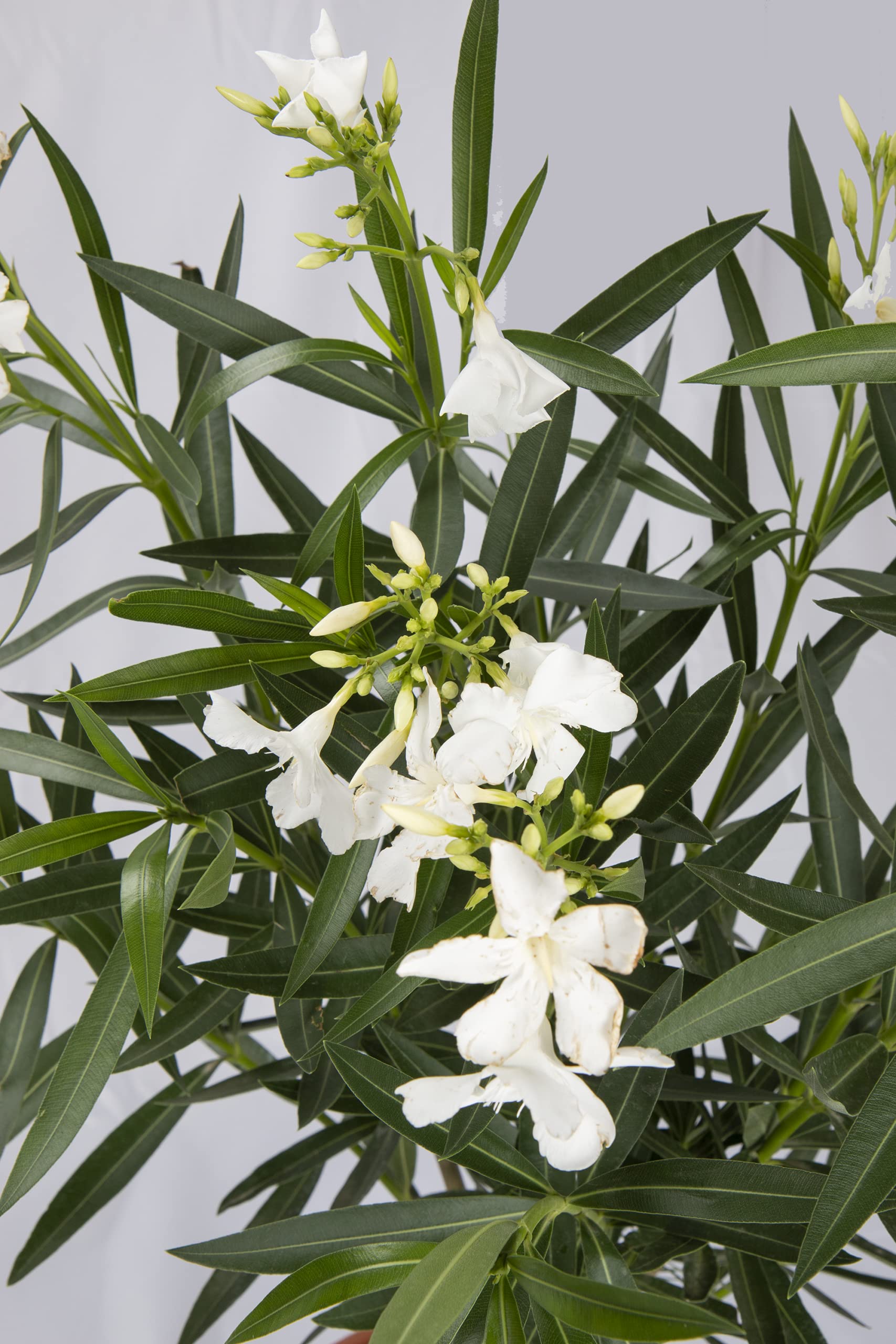 KENTIS - Nerium Oleander Weiß Winterharte Pflanzen für Garten - Blühende Heckenpflanzen für Balkon und Terrasse - H 40/50 cm Topf Ø 18 cm