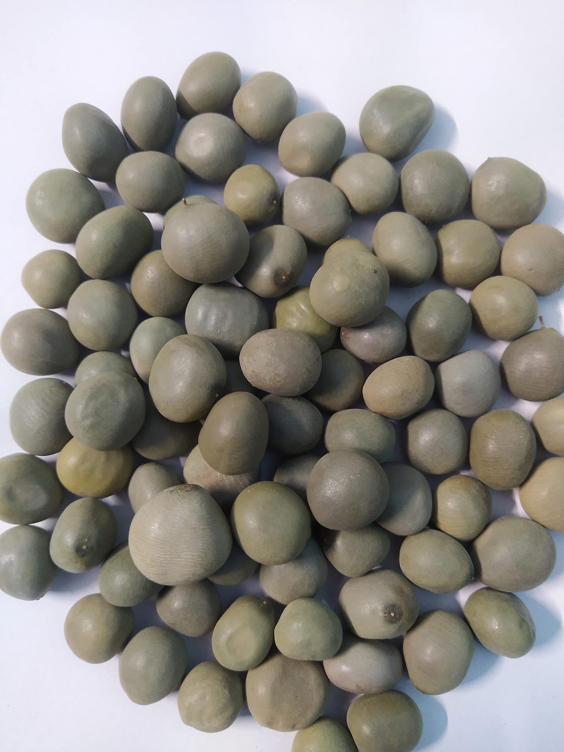 EasySeeds™ Sagargota, Karanjwa, Fever Nut, Nikar Bean,Caesalpinia Bonducella, Katkaranj,Lata Karanaj Seed Pack of 400 Seeds