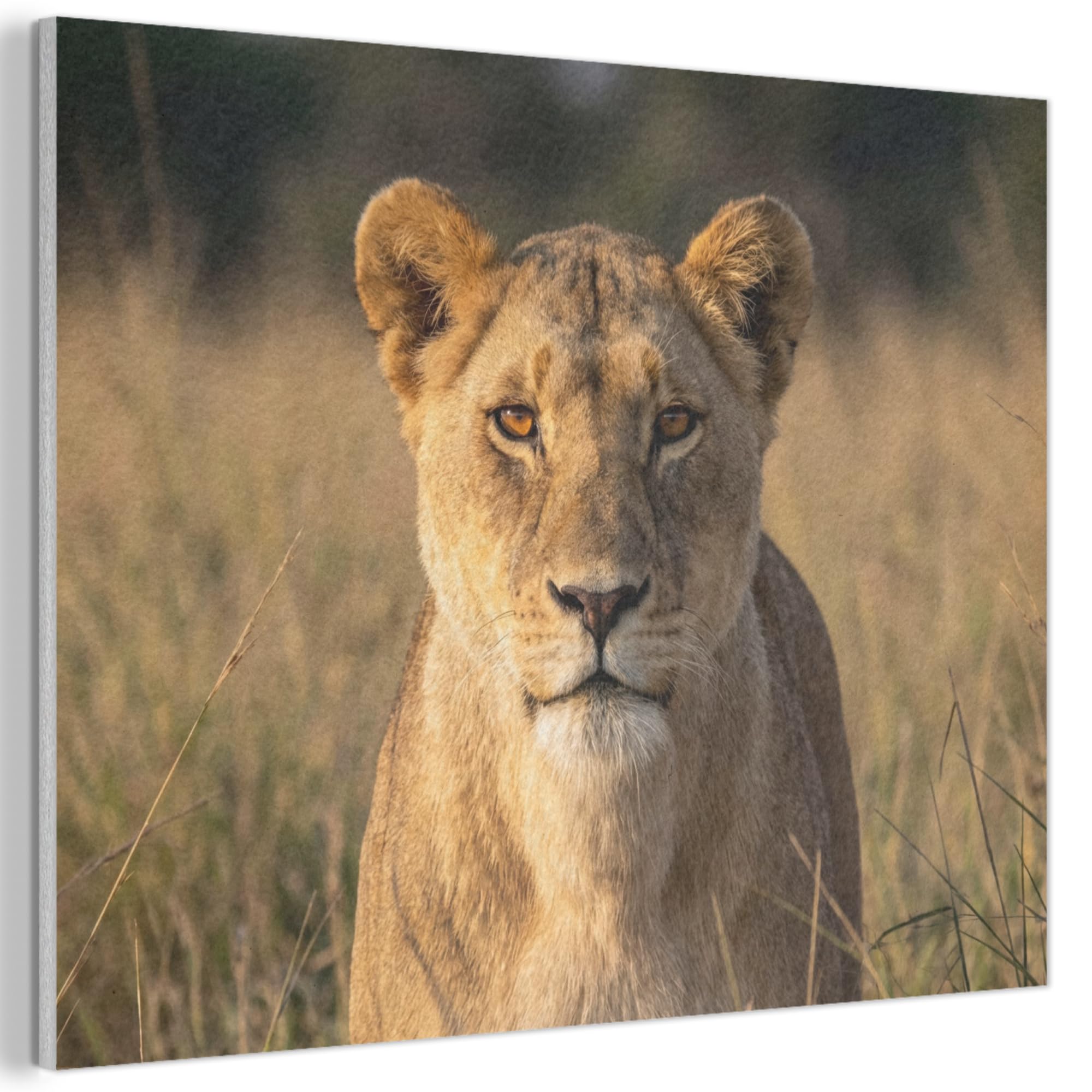 MuchoWow© Felt Panel 40x30 cm Framed Design Print Accent Interior Wallart Decoration Wall Art Lioness - Grass - Yellow