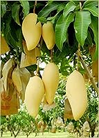 Vista 1 de NAM Doc Mai - Árbol de mango injertado - Mango favorito tailandés