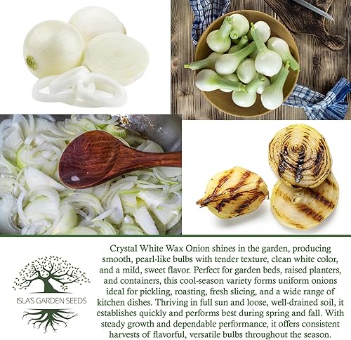 Miniatura 6 de Semillas de cebolla Crystal White Wax (Allium cepa) – Más de 500 semillas de reliquia sin OMG de Isla's Garden Seeds, cebollas pequeñas de estilo