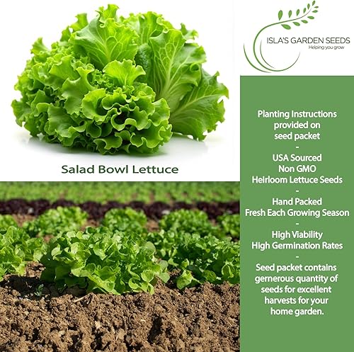 Semillas de lechuga para ensalada (Lactuca Sativa) – Más de 1000 semillas de reliquia no transgénicas de Isla's Garden Seeds, variedad tierna de