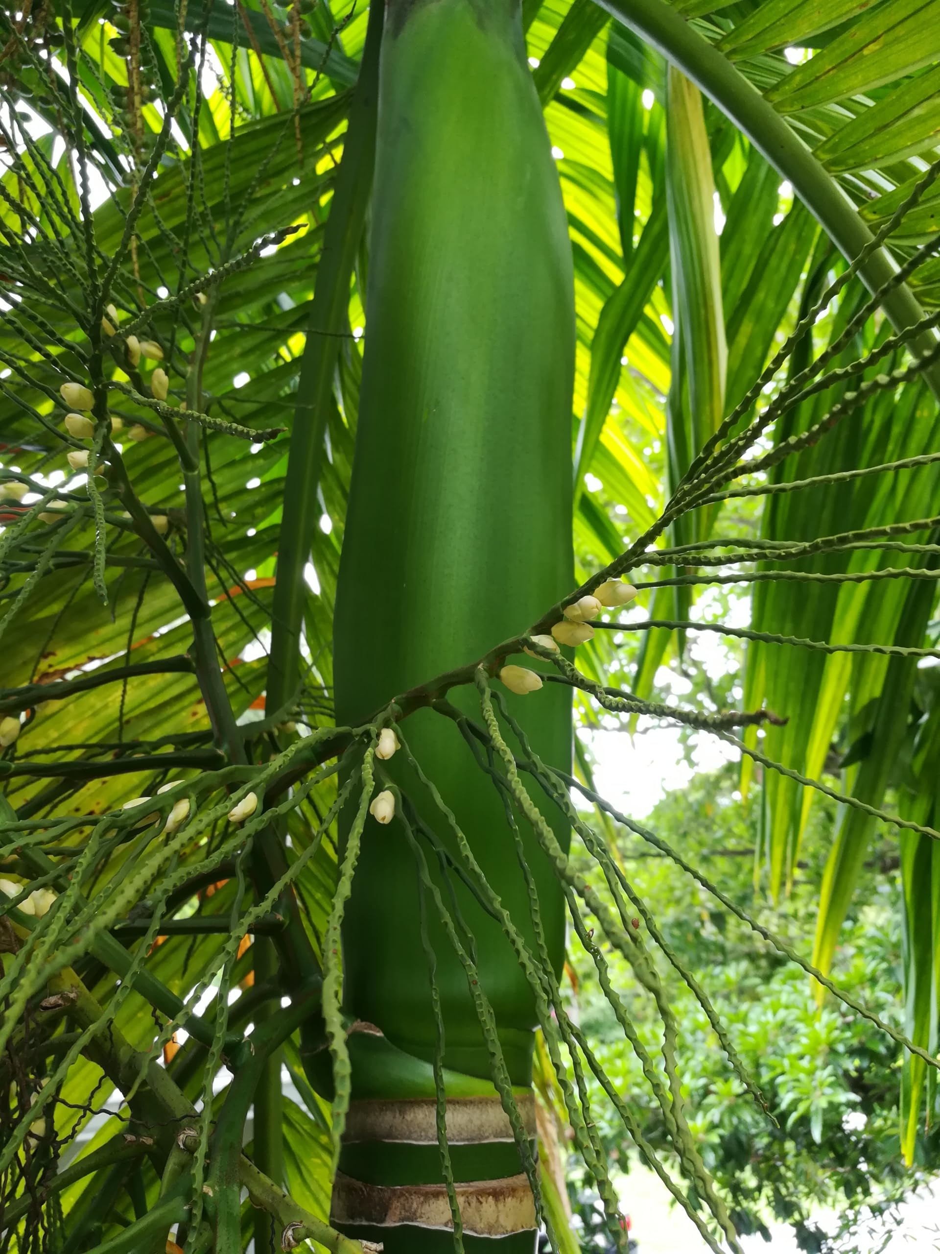 coconut plant for sale Coconut Orchid 'Green Valley' For Sale – Logee's Plants main image 0