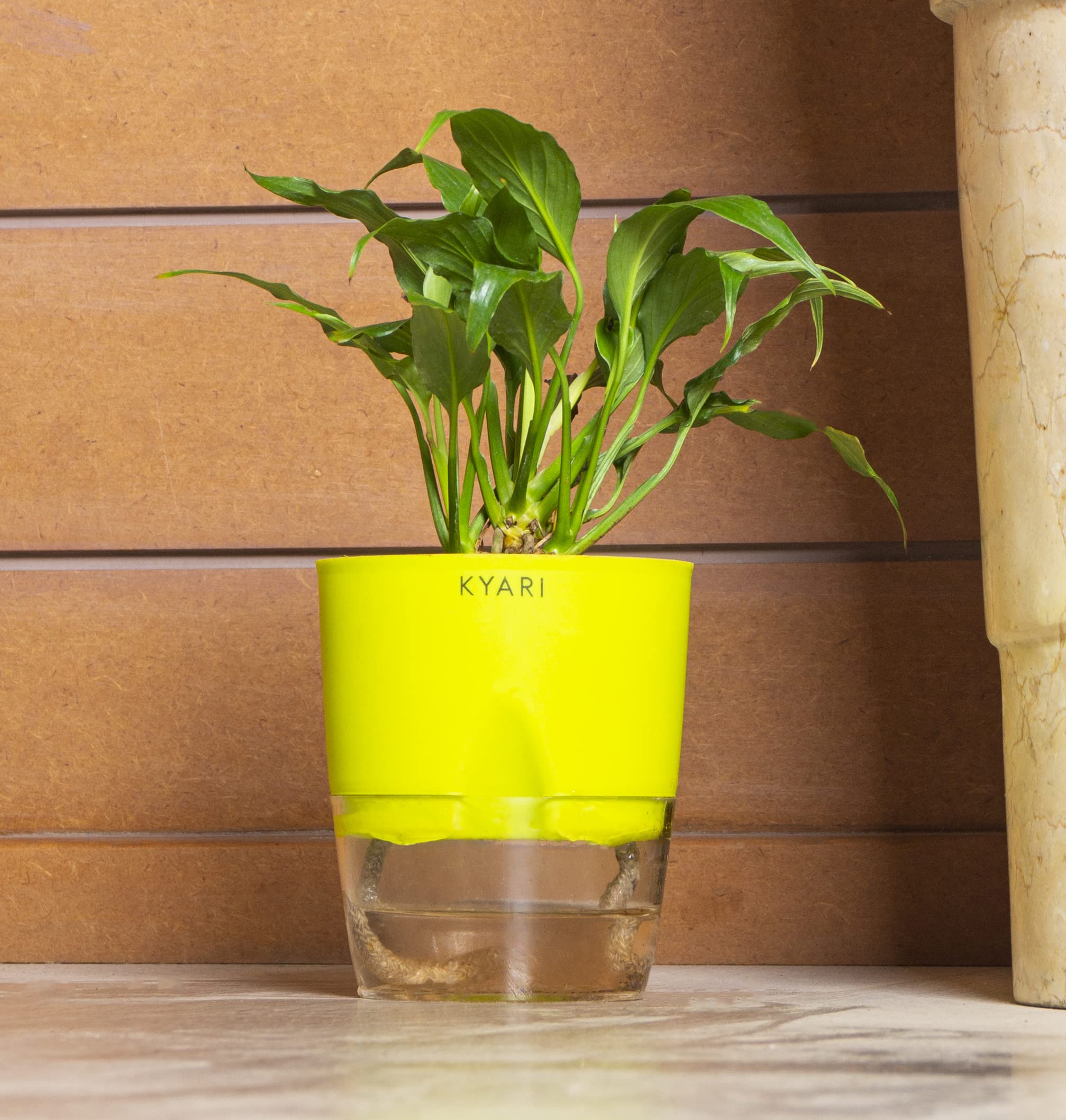 Kyari Peace Lily Live Plant with Green Self Watering Pot - Small 4 Inch