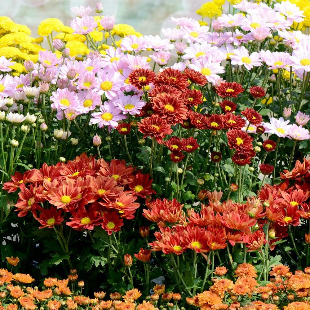 Pack of 12 Garden Spray Chrysanthemum Bedding Plants Plugs NPWS