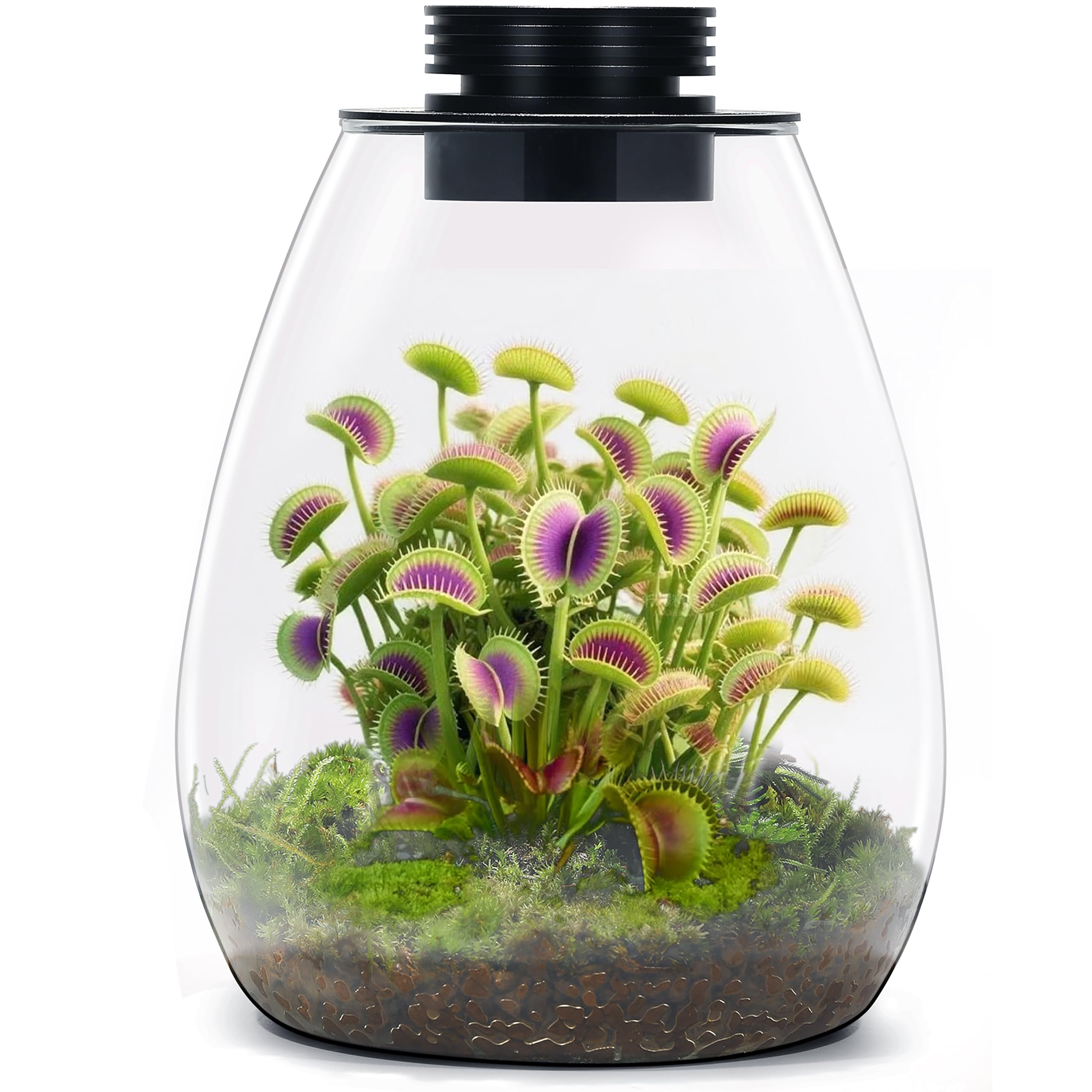 Amazon.com: Desktop Glass Terrarium with Grow Light (H:7.8