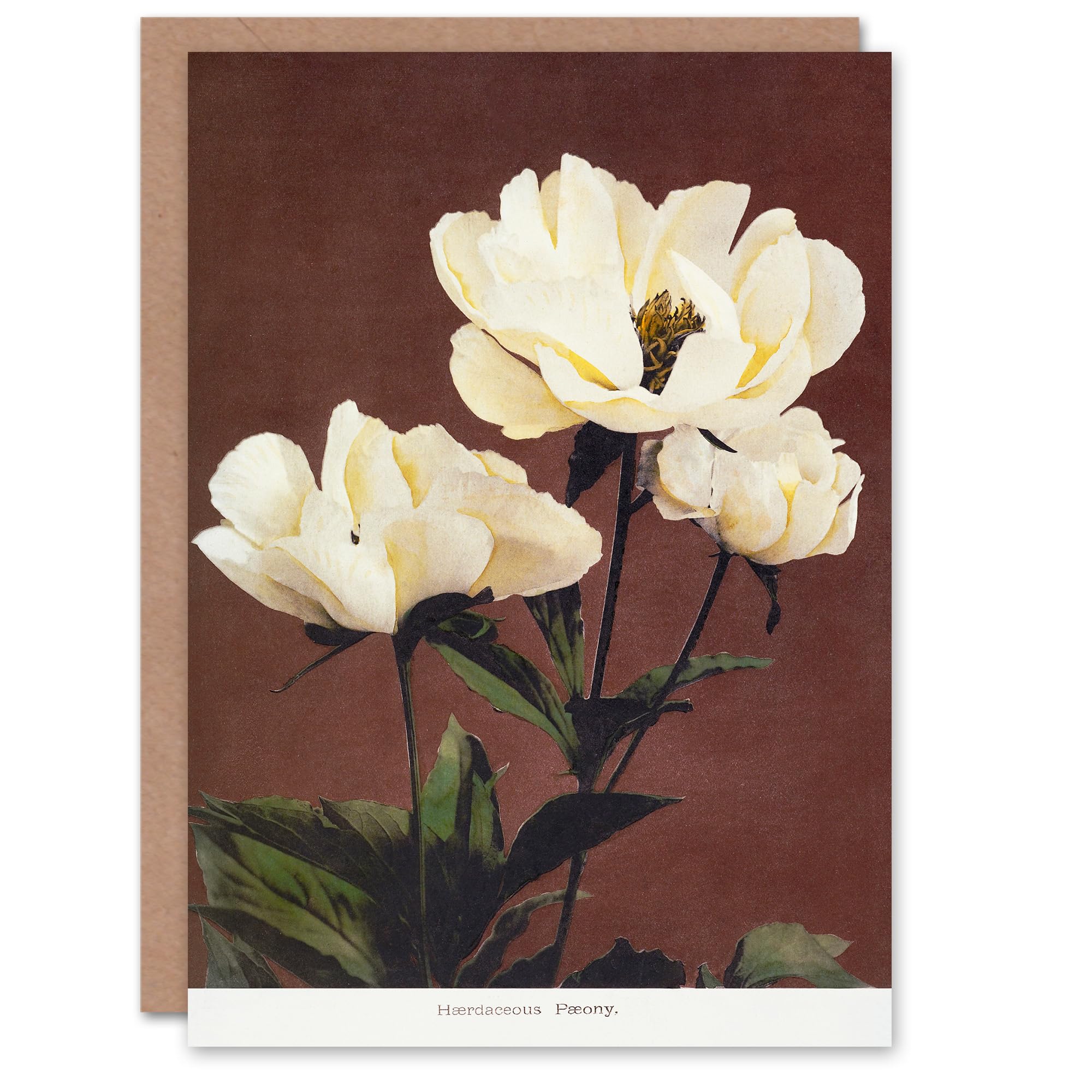 Artery8 Ogawa Kazumasa Japanese Art Card White Herbaceous Peony Flowers