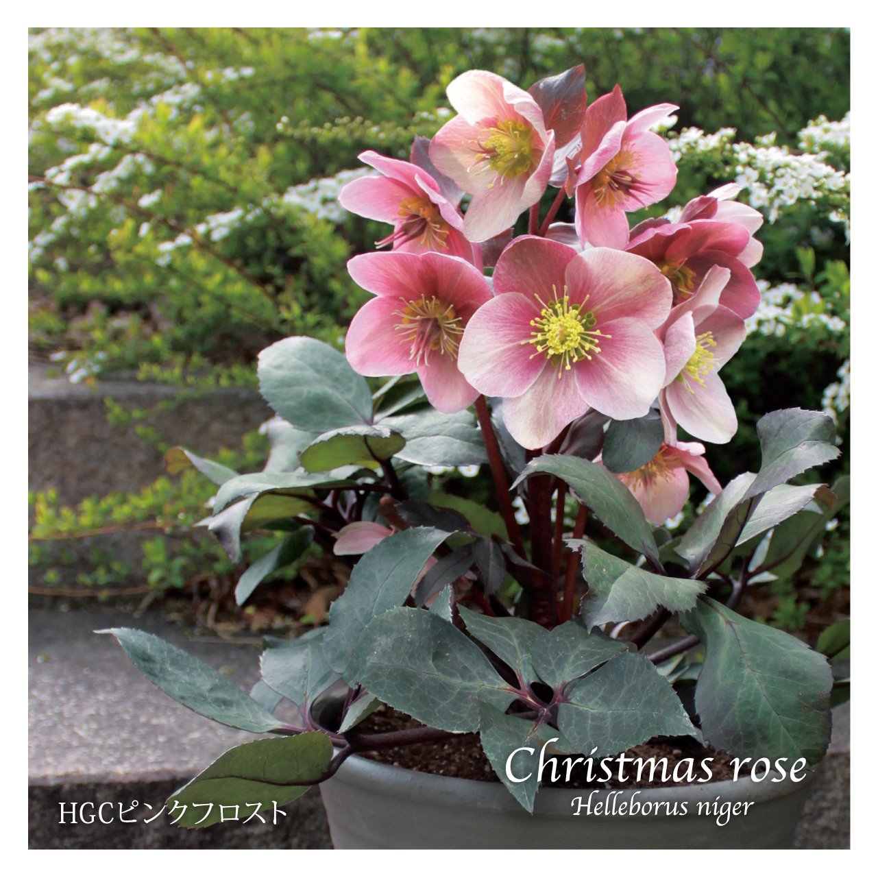 Amazon.co.jp: 花農舎（かのうしゃ）クリスマスローズ HGCピンク