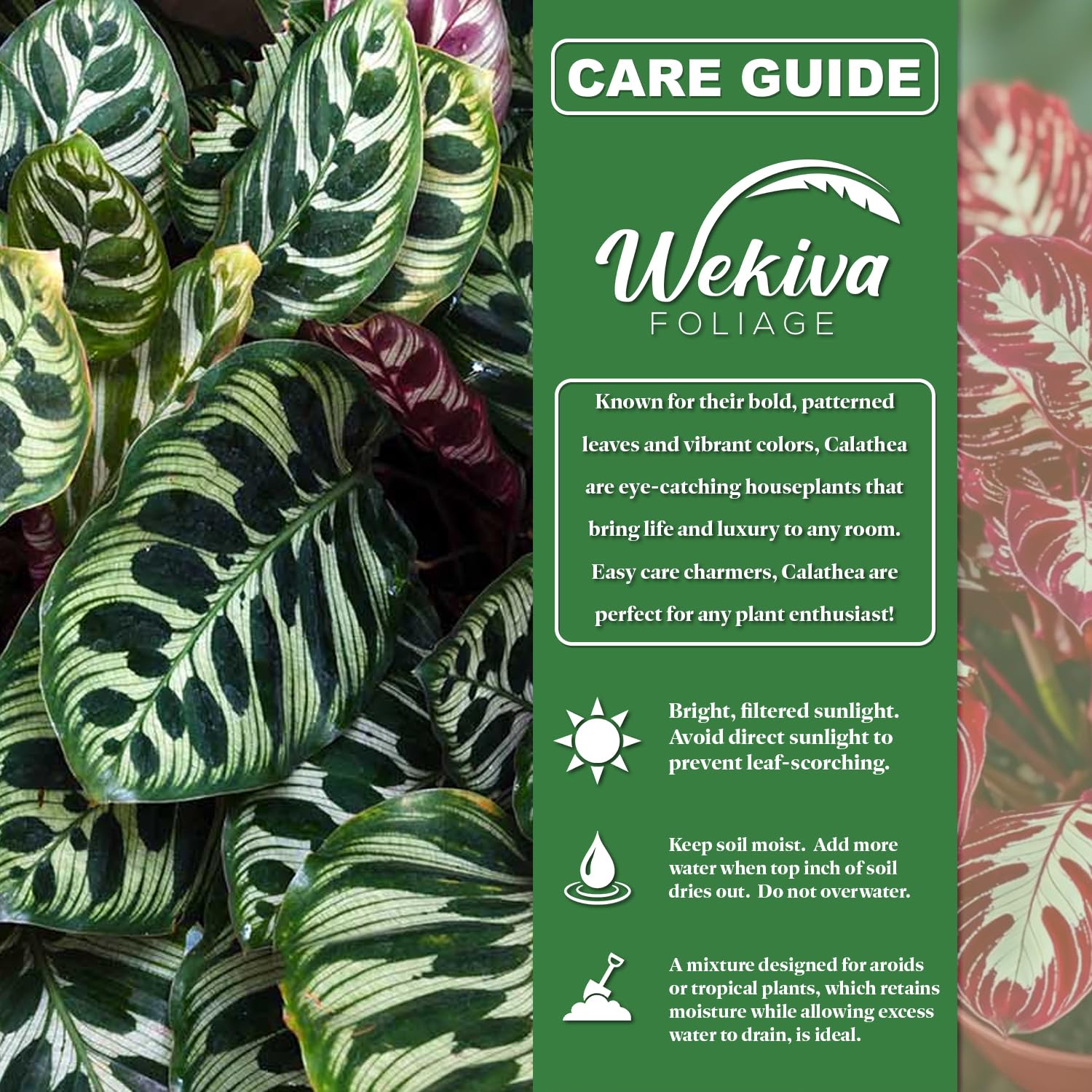 Amazon.com : Calathea Freddie and Soil Mix Combo - Live Plant in a 4 Inch  Pot with 1 Quart Houseplant Soil Mix - Calathea Concinna 'Freddie' with  Custom Soil Blend : Patio, Lawn & Garden
