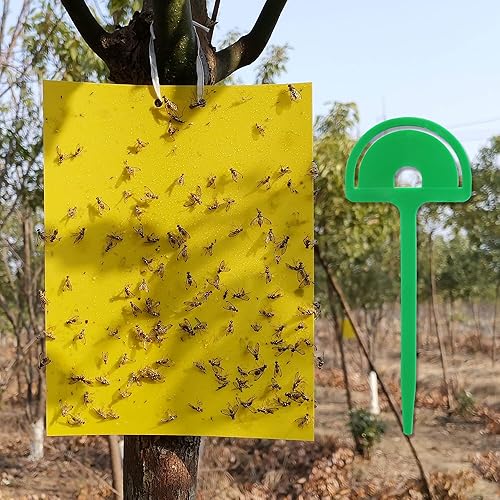 Miniatura 1 de 100 hojas de trampas adhesivas para moscas, de doble cara, para insectos voladores, interiores y exteriores, 8 x 6 pulgadas, amarillo