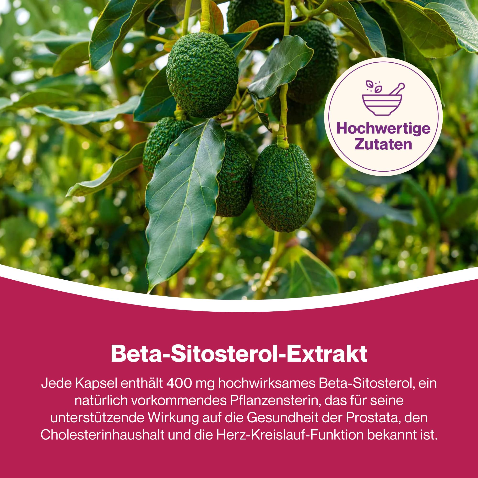 Hepatica Beta-Sitosterol 400 mg täglich | aus 800 mg Pflanzensterolen | 120 vegane Kapseln | GMP & Laborgeprüft