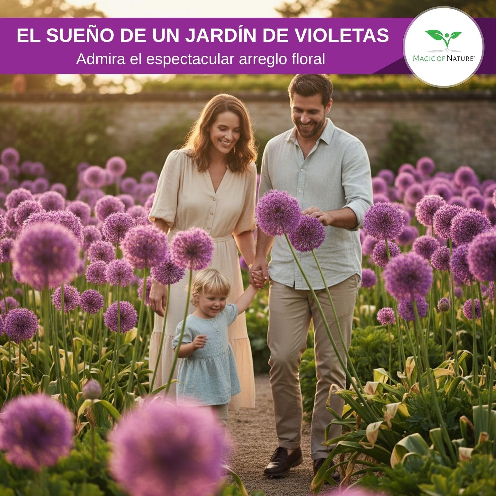 Magic of Nature Semillas de Allium Gigante (30 uds) Allium giganteum, Resistente y Perenne - Flores Violetas hasta 150cm para tu Jardín