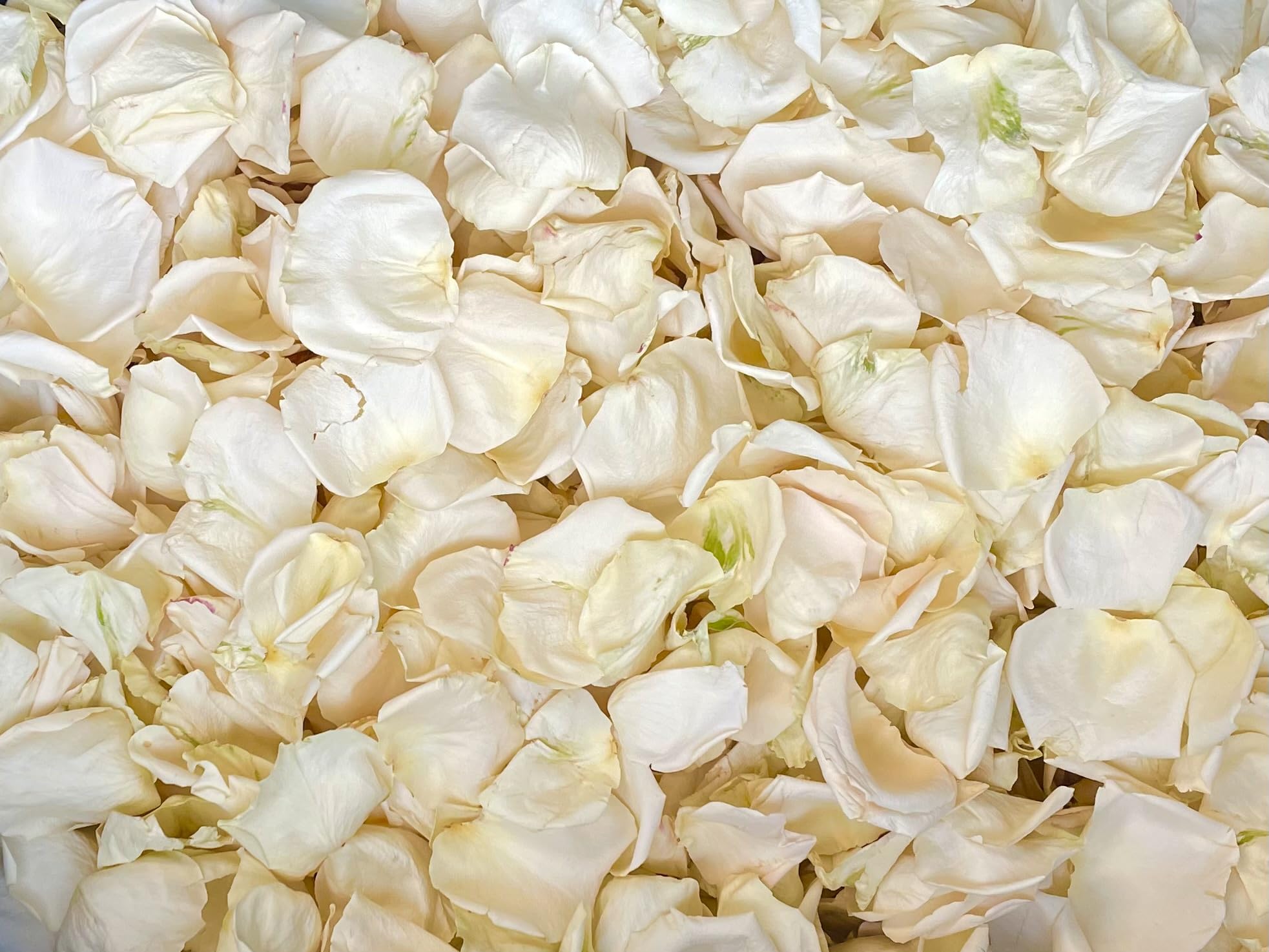 NEW Blush Ivory Real Rose Petals | Freeze-Dried, Eco-Friendly, Biodegradable | Made In USA | 100% Natural | No Tariffs
