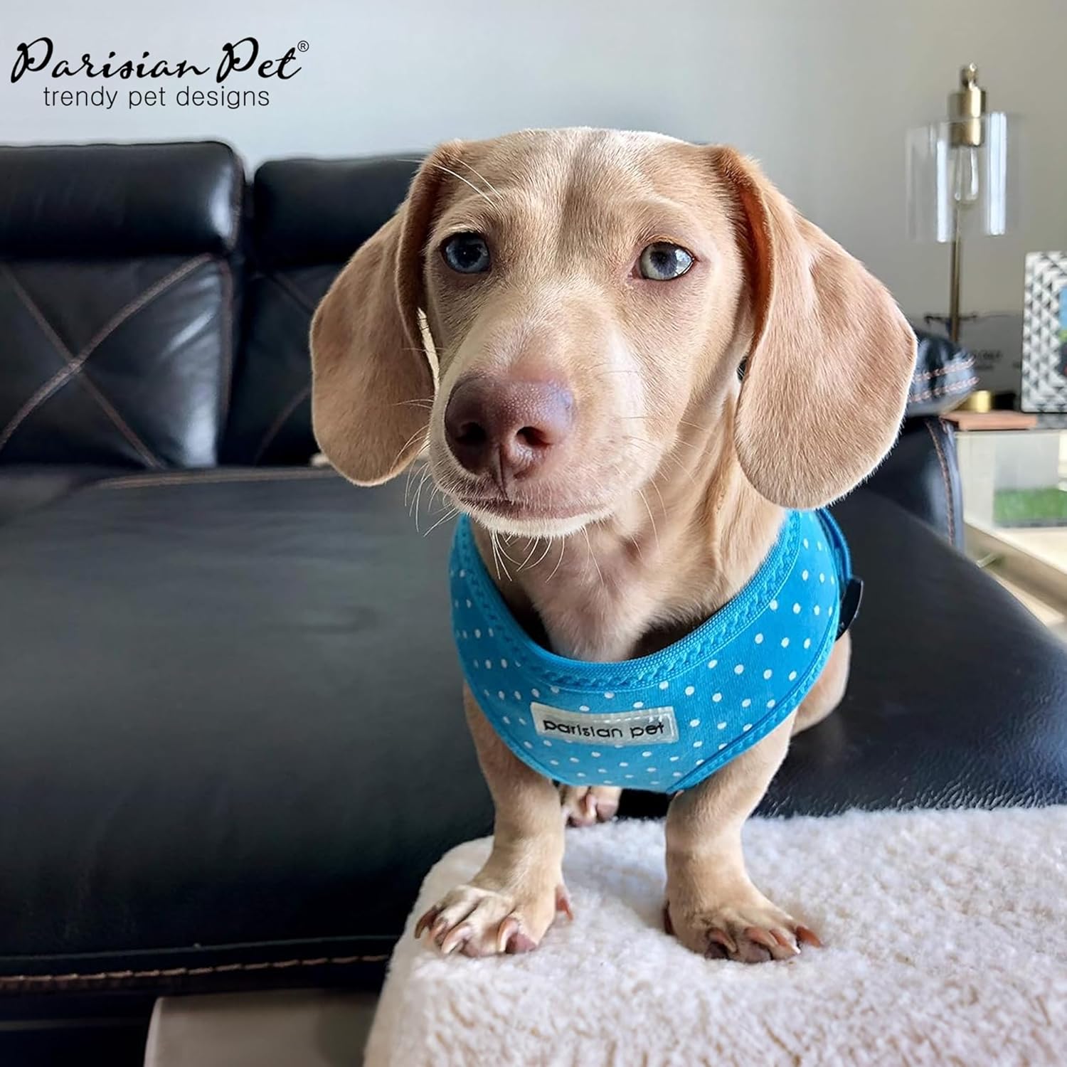Parisian Pet Blue Polka Dots Dog Harness - Breathable Mesh No Pull Puppy Harness with D Ring - Adjustable Freedom Harnesses for Dogs - Soft Padded Step-in Pet Vest - Stylish Dog Vests for Medium Dogs