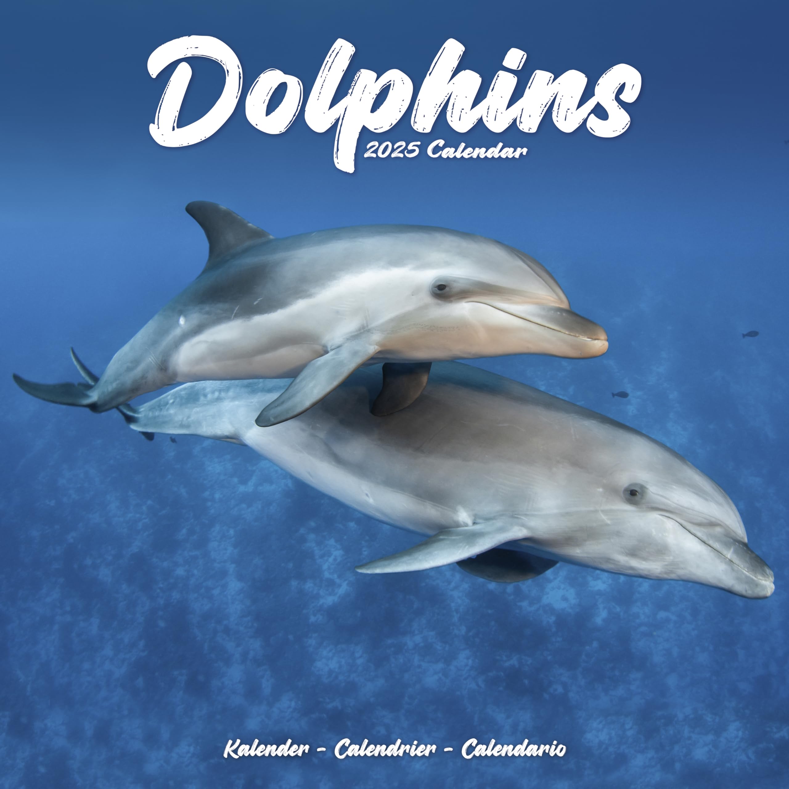 Dolphins 2025 Square Wall Calendar | Animal, Wildlife Calendar