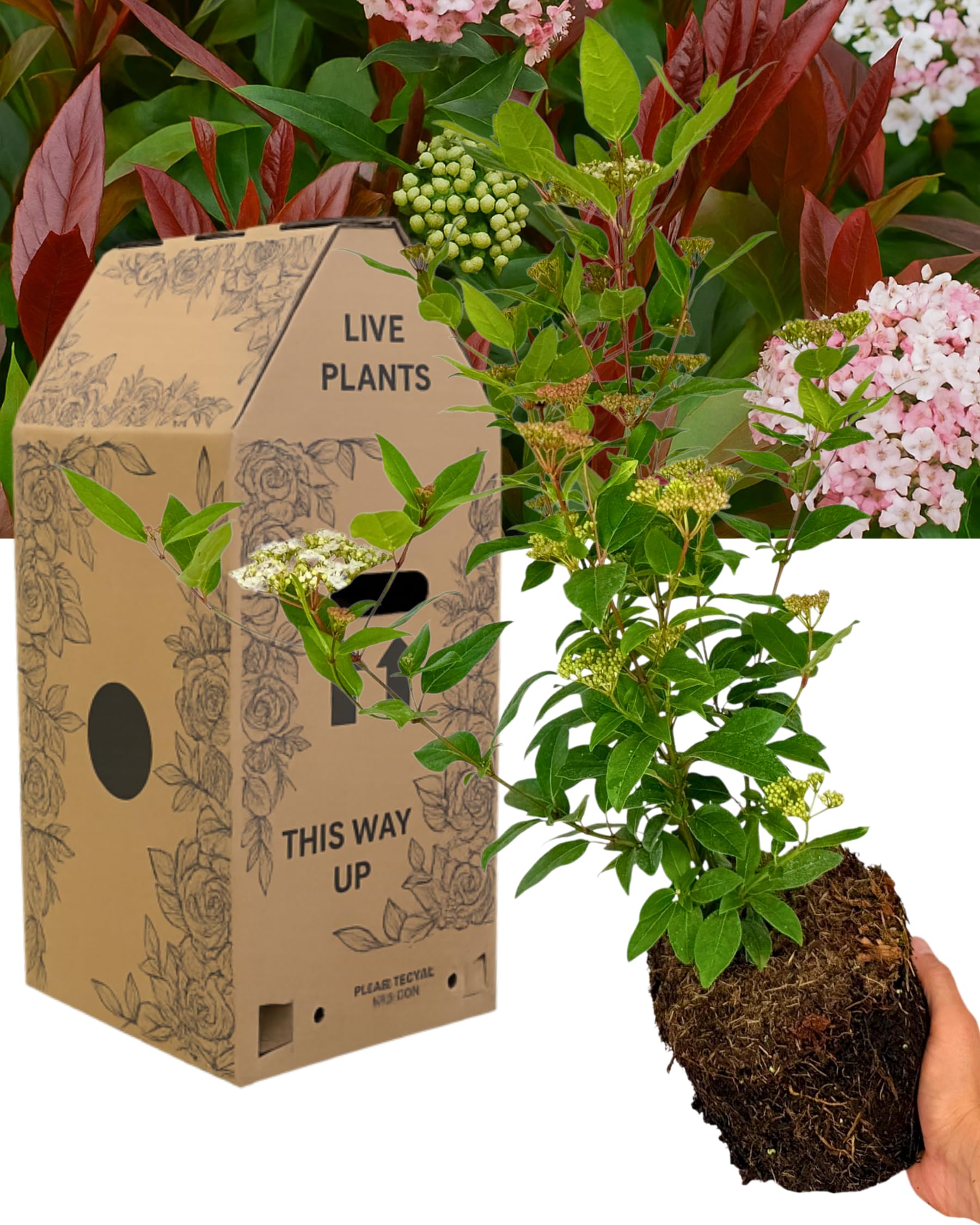 1x Viburnum Lisarose Large Outdoor Plant. Hardy Evergreen Perennial Shrub. Live Flowering Plant for Borders, Patio & Containers. Garden Ready & Delivered Fresh in 3L Peat Free Rootball. UK Grown