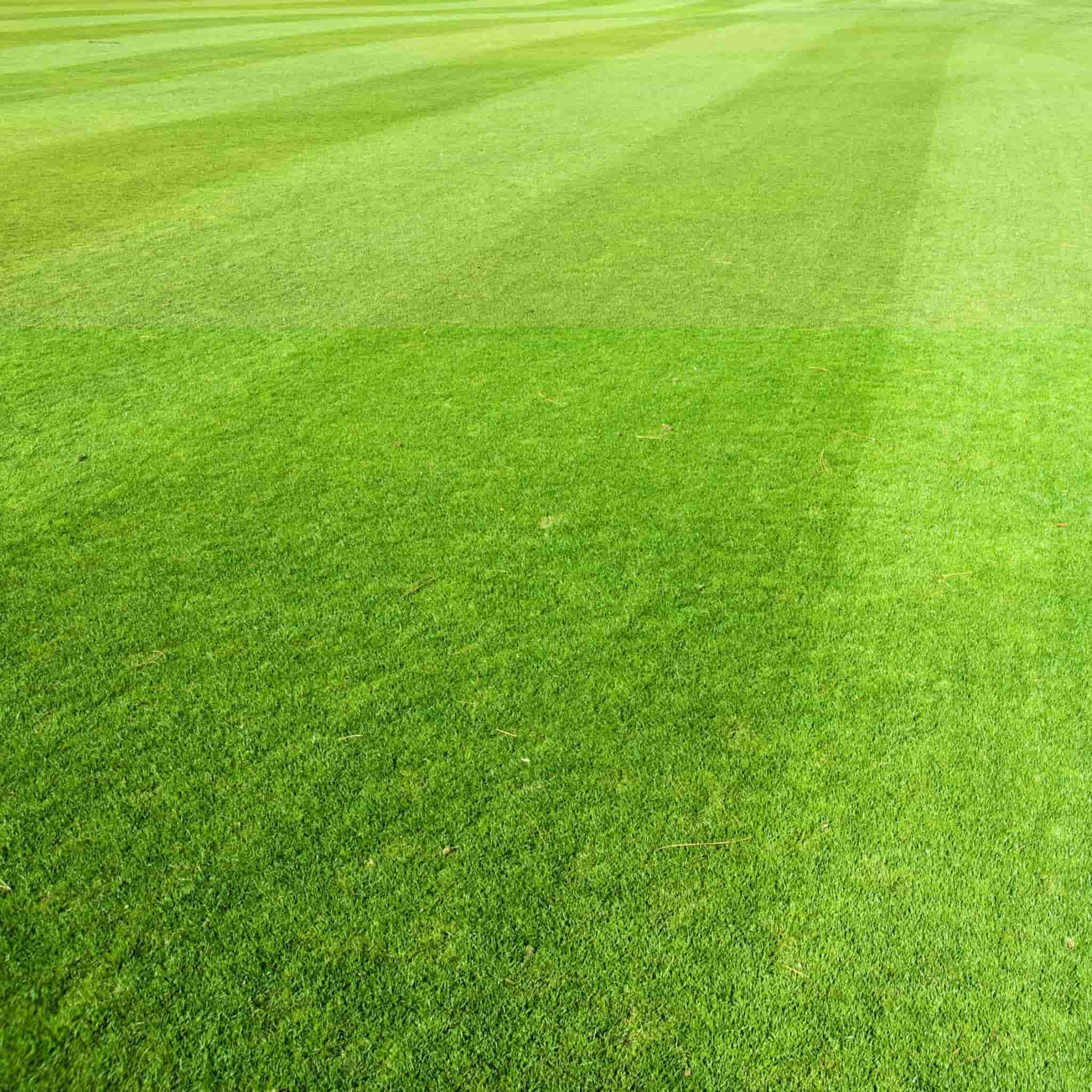 Ground Grass Seeds Pack Ff 16000 Seeds-image-36