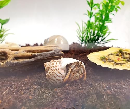 Miniatura 4 de Kit completo para cangrejo ermitaño de mascota