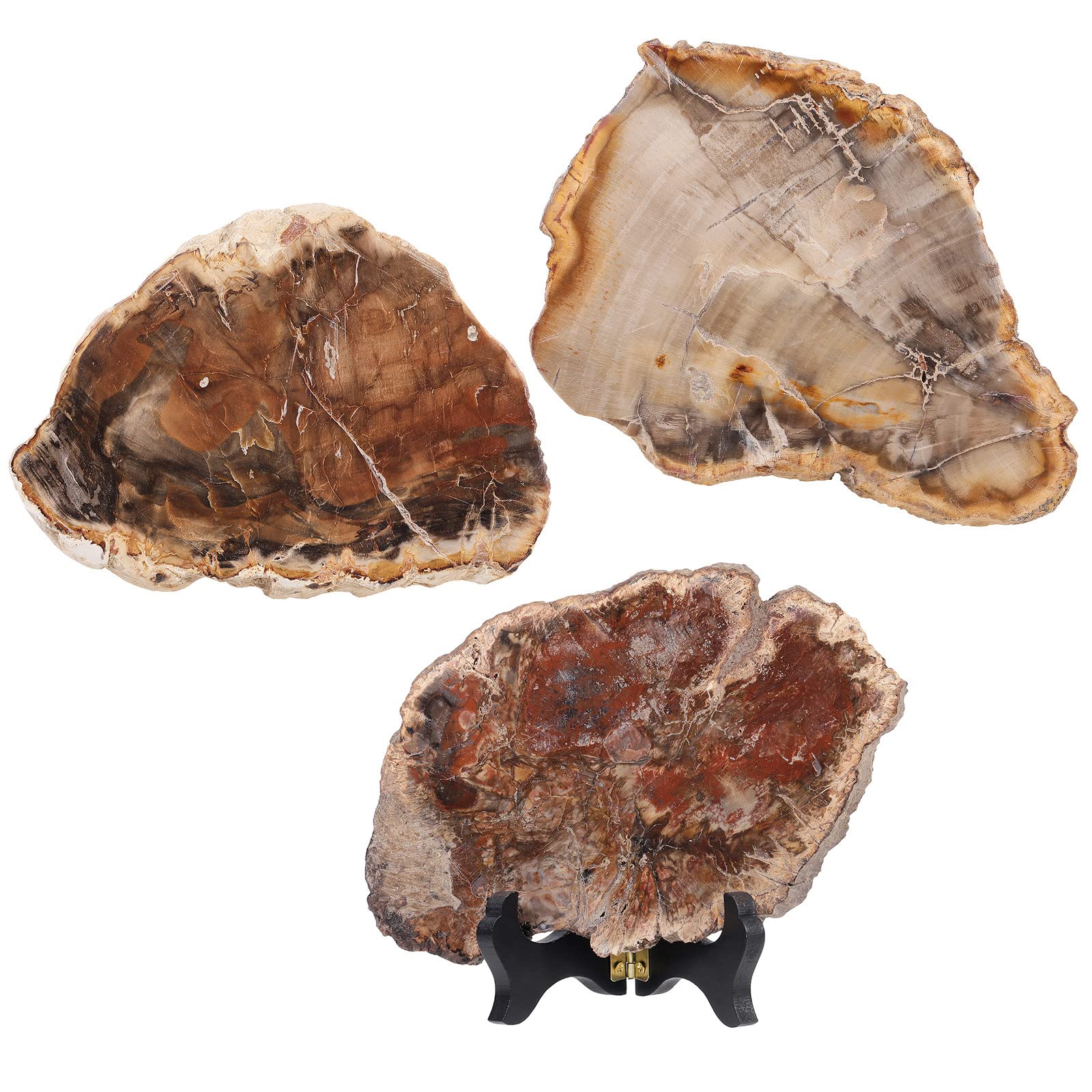 mookaitedecor 5-6.7" Natural Petrified Wood Slice Stone Specimen with Wooden Stand - Image 4