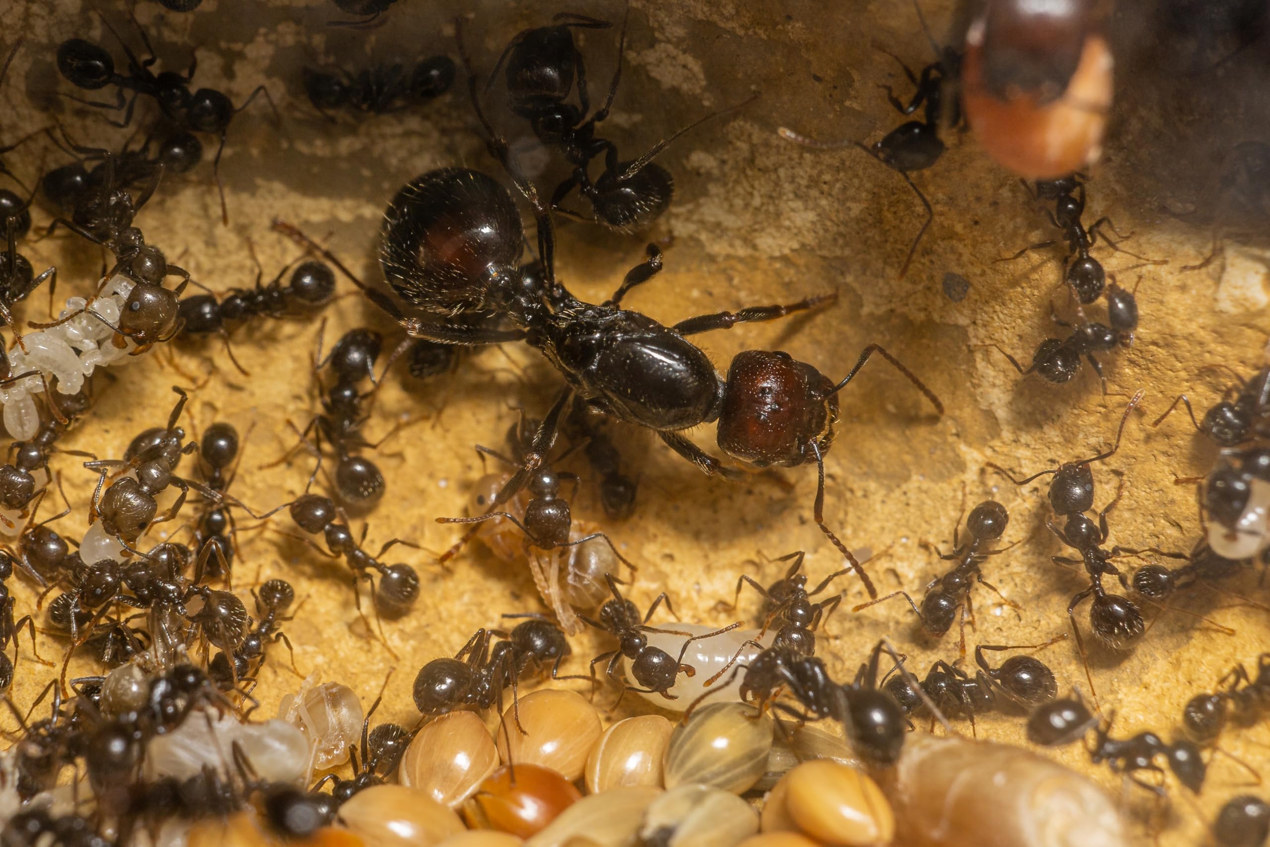 Formicarium Ameisennest Ameisenfarm in Granitoptik für Ameisen