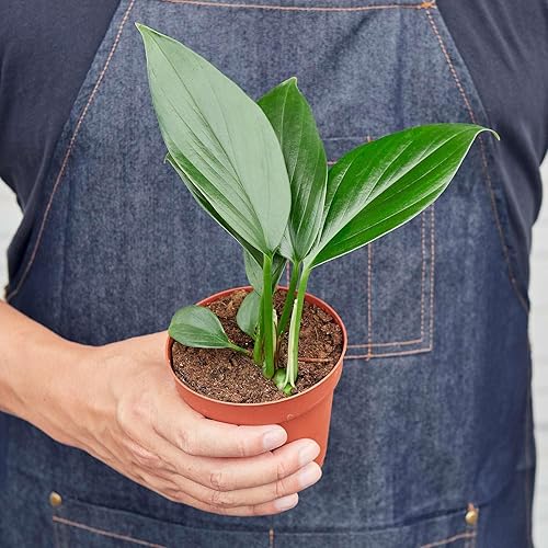 Miniatura 10 de Philodendron Billietiae - Planta viva para interior  Diferentes plantas de interior en maceta de 4 y 6 pulgadas  Planta de casa real para sala de