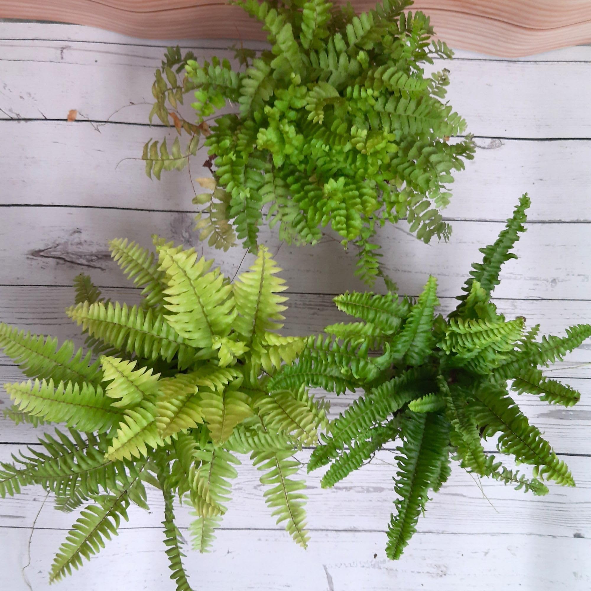 Rolling Nature Combo Set of 3 Ferns | Plant It Yourself (PIY) Live Plants | Golden Boston Fern, Mini Green Fern, Button Green Fern | Air Purifier & Good Luck | Home & Office Decor