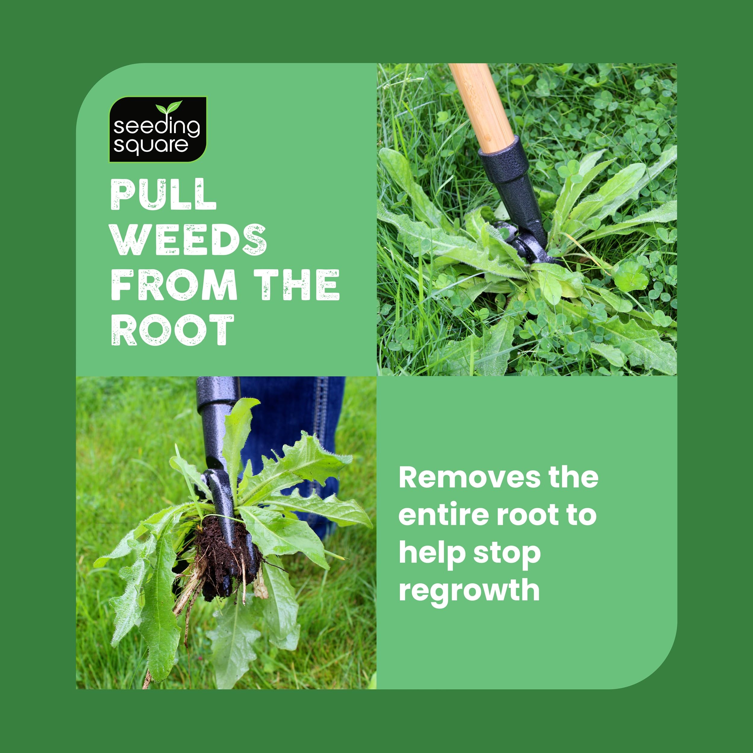 Seeding Square The Weed Gobbler Carbon Steal & Bamboo Stand-Up Unkrautentferner Werkzeug für Löwenzahn und einwurzelige Unkräuter - Ergonomischer Rasenjäter für rückenschonende Unkrautentfernung