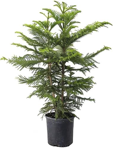 American Plant Exchange Norfolk Island Pine Tree, 10-Inch Pot, Soft