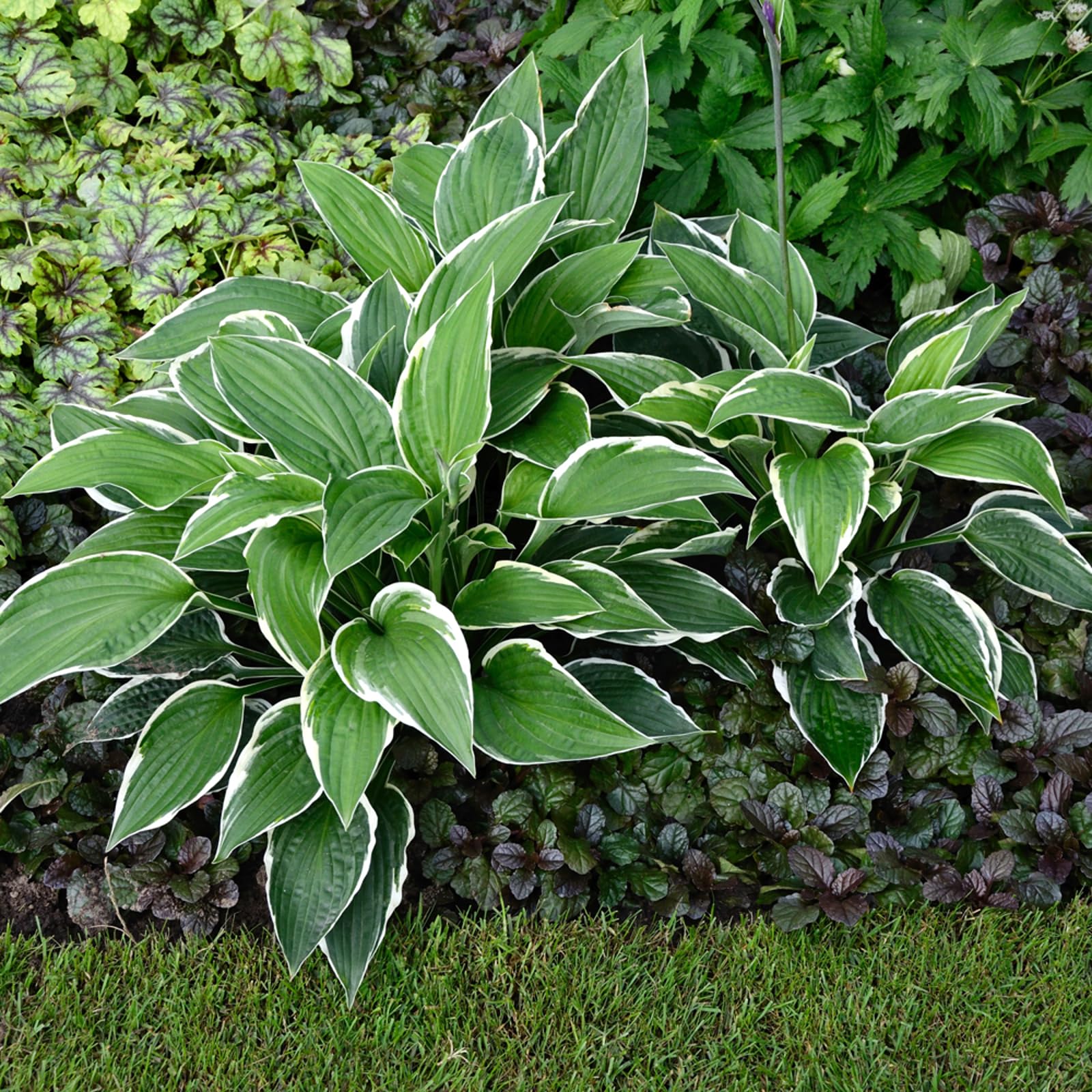 Carbeth Plants - Hosta Praying Hands (2 Plants) in 9cm Pots - Unusual Herbaceous Perennials - Ready to Plant