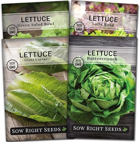 Sow Right Seeds - Colección de semillas de lechuga para plantar - Variedades Buttercrunch, Giant Caesar, Ensaladera y Lolla Rosa - Paquetes de