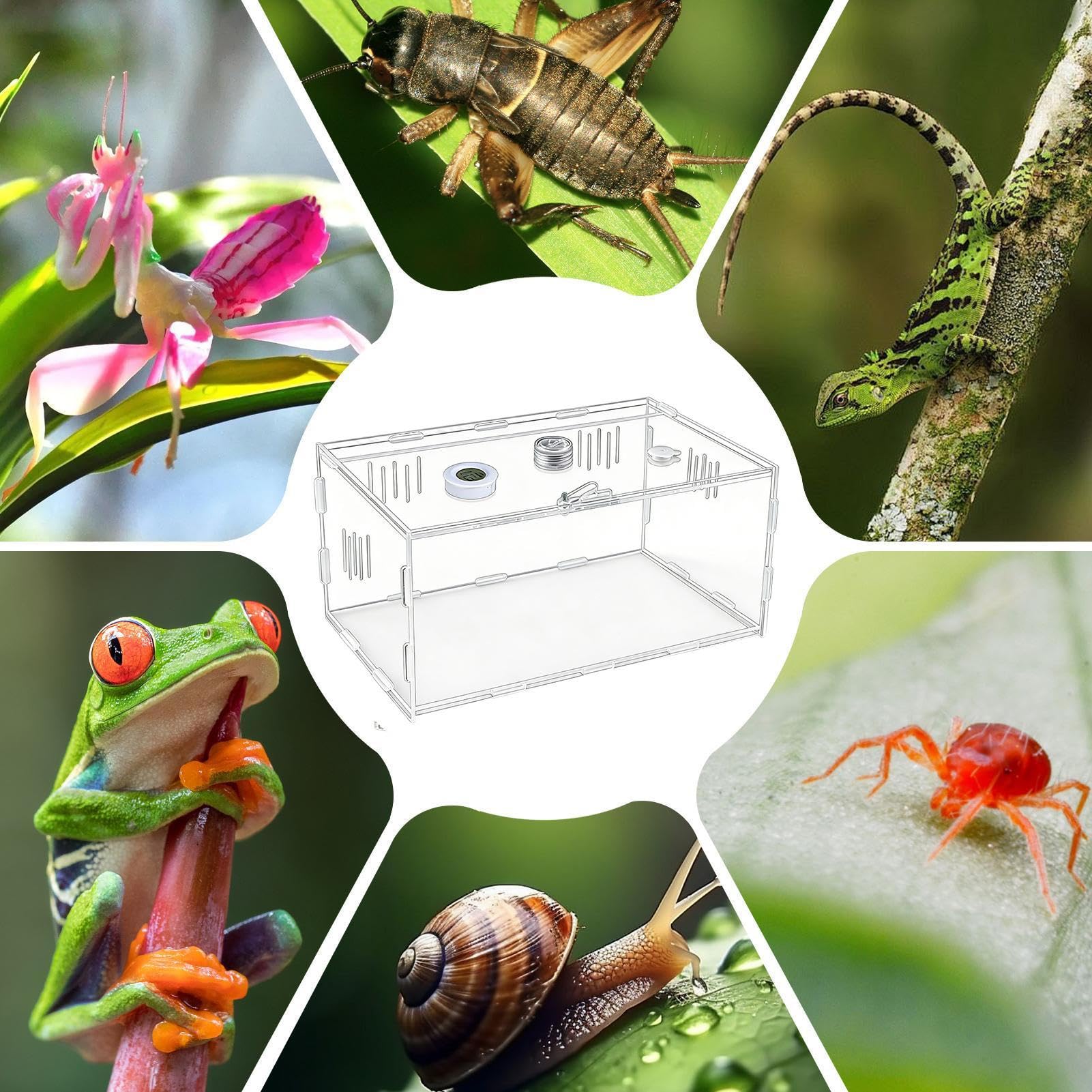 Terrari Per Rettili Habitat Isolato Con Vista Panoramica A 360° | Kit per Terrario Per Piccoli Animali Domestici per l'sia in Interno che all'Esterno per Casa Famiglia e