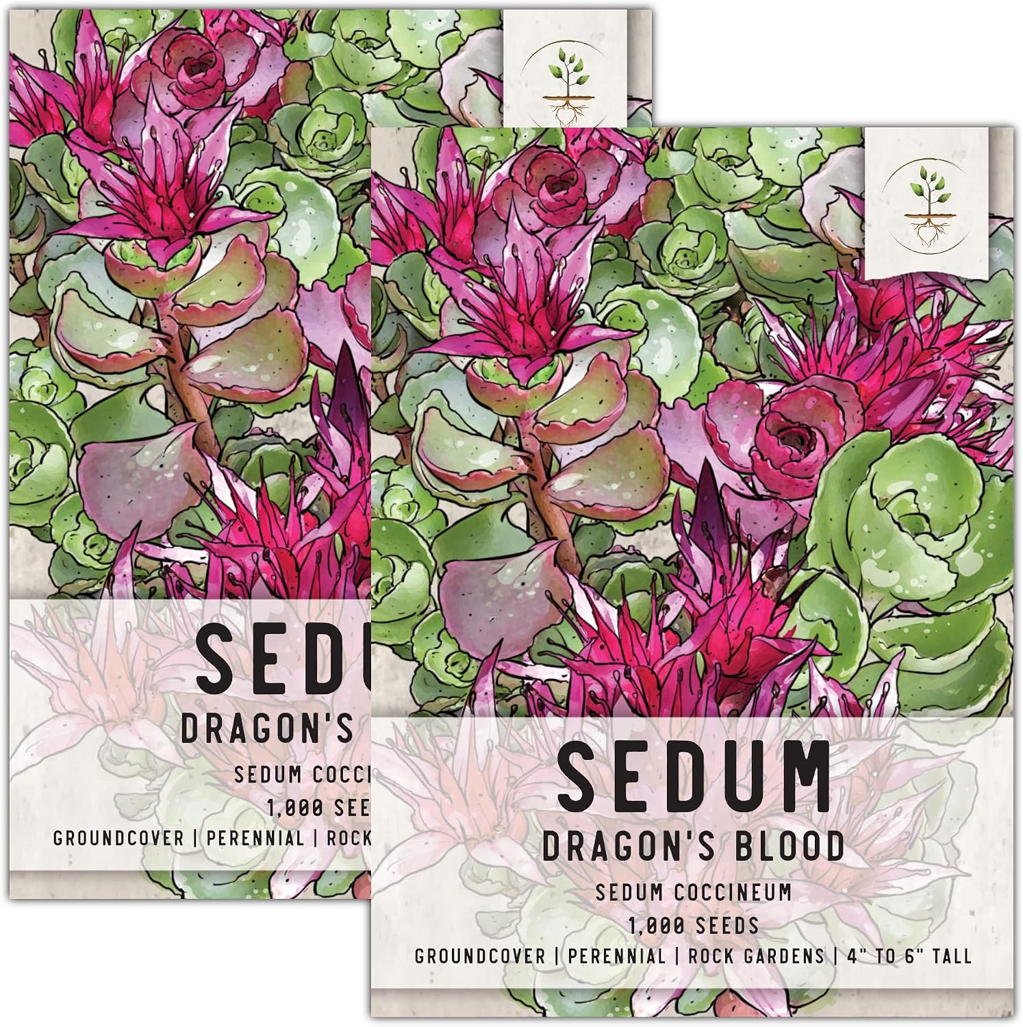 Seed Needs, Dragon's Blood Sedum Seeds for Planting (Sedum coccineum) Heirloom & Open Pollinated - Great Groundcover for Rock Gardens (2 Packs)
