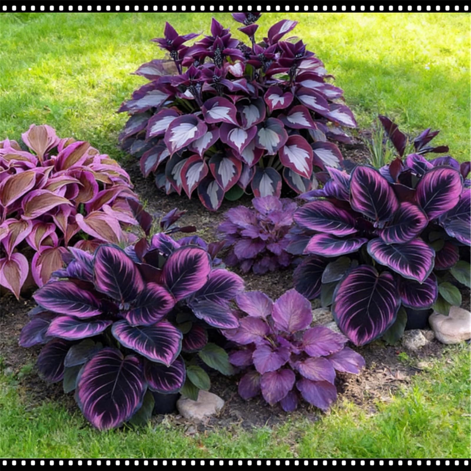 Outdoor Garden Hosta - Outdoor Shade-Tolerant and Cold-Hardy - Transforms Shady Areas in Gardens - Suitable for Mass Planting/that Grow Fast/Golden Jade Carving-4 Roots-A
