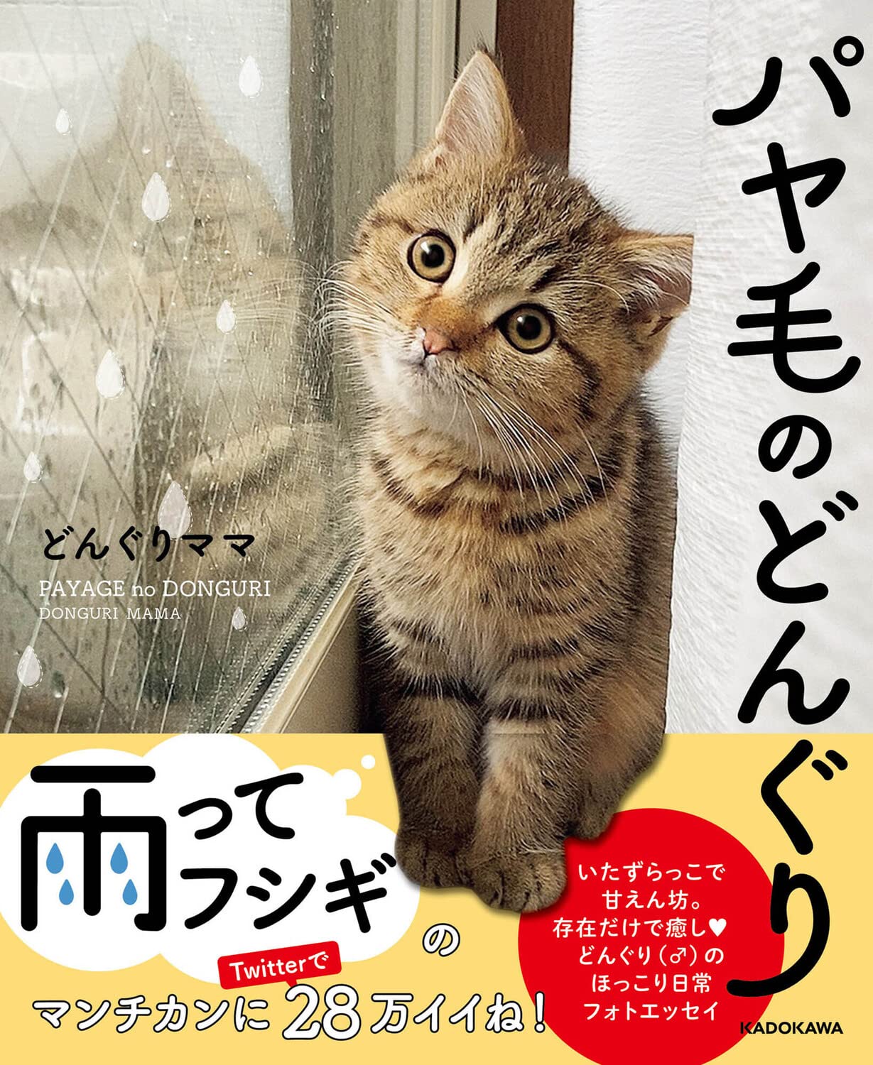 パヤ毛のどんぐり | どんぐりママ |本 | 通販 | Amazon