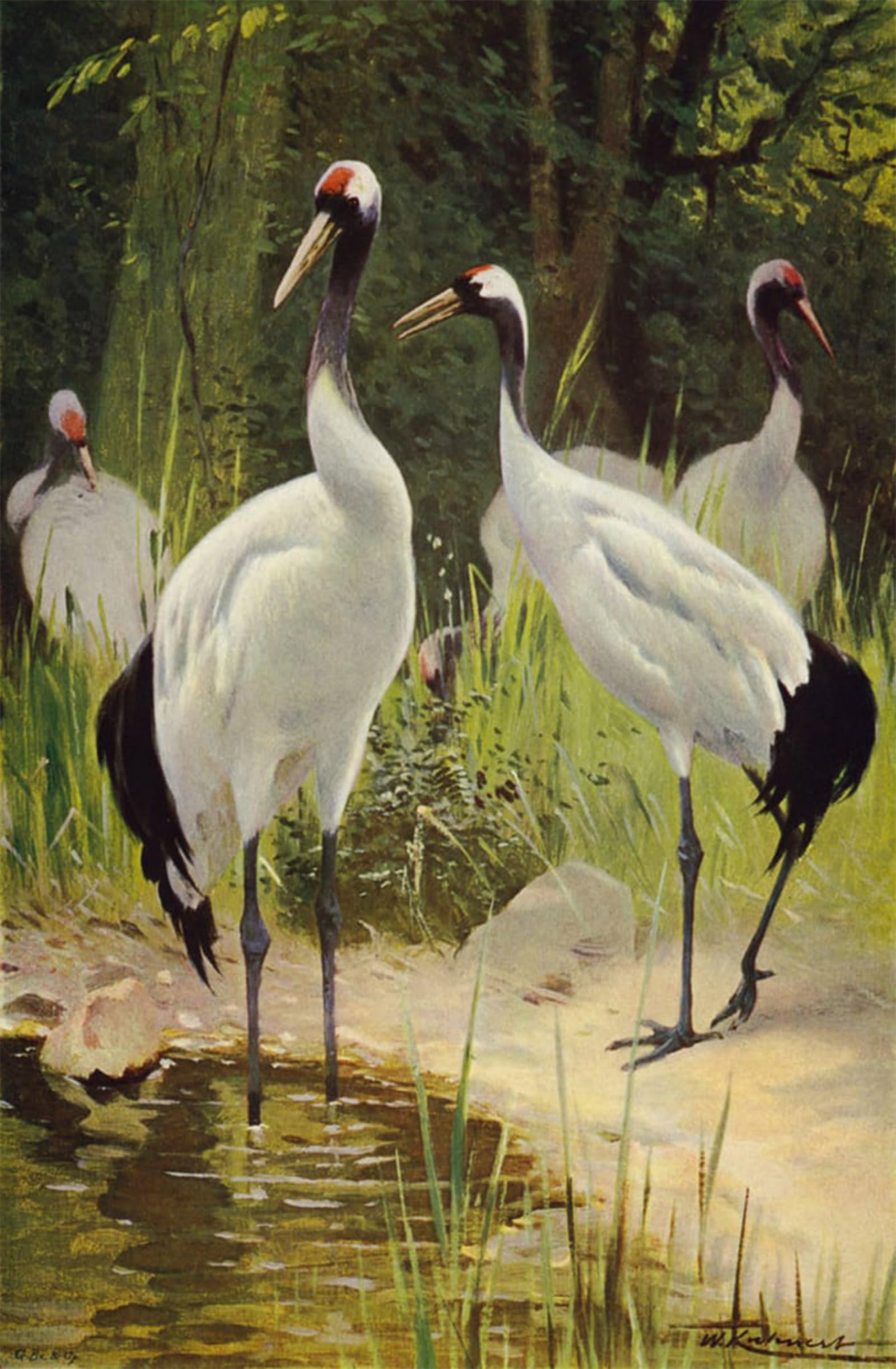 POSTERIIk Vintage Art Print Images Pictures Print Manchurian Crane by After Wilhelm Kuhnert Modern Colour Posters for Office Home Decor 60x90cm