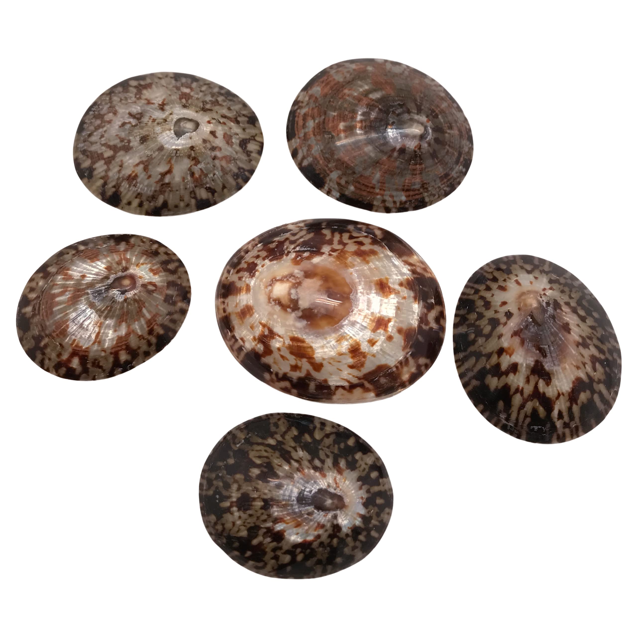 MMvolesy Polished Brown Oval Limpet Sea Shells for DIY Hermit Crab House Home Decor 1.75Inch-2Inch 6Pc
